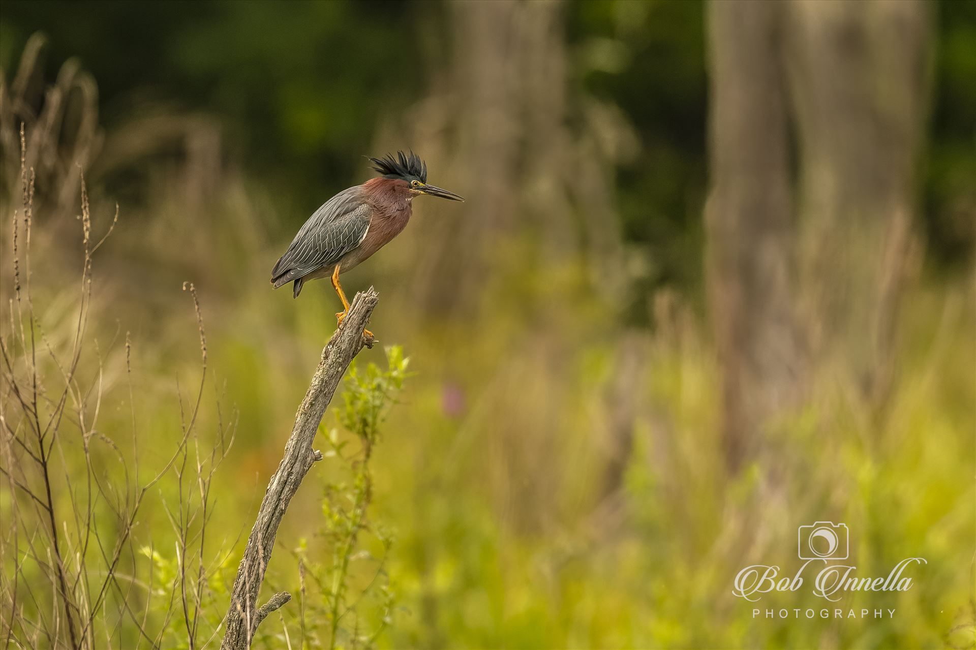 Green Heron on a Sick  by Buckmaster