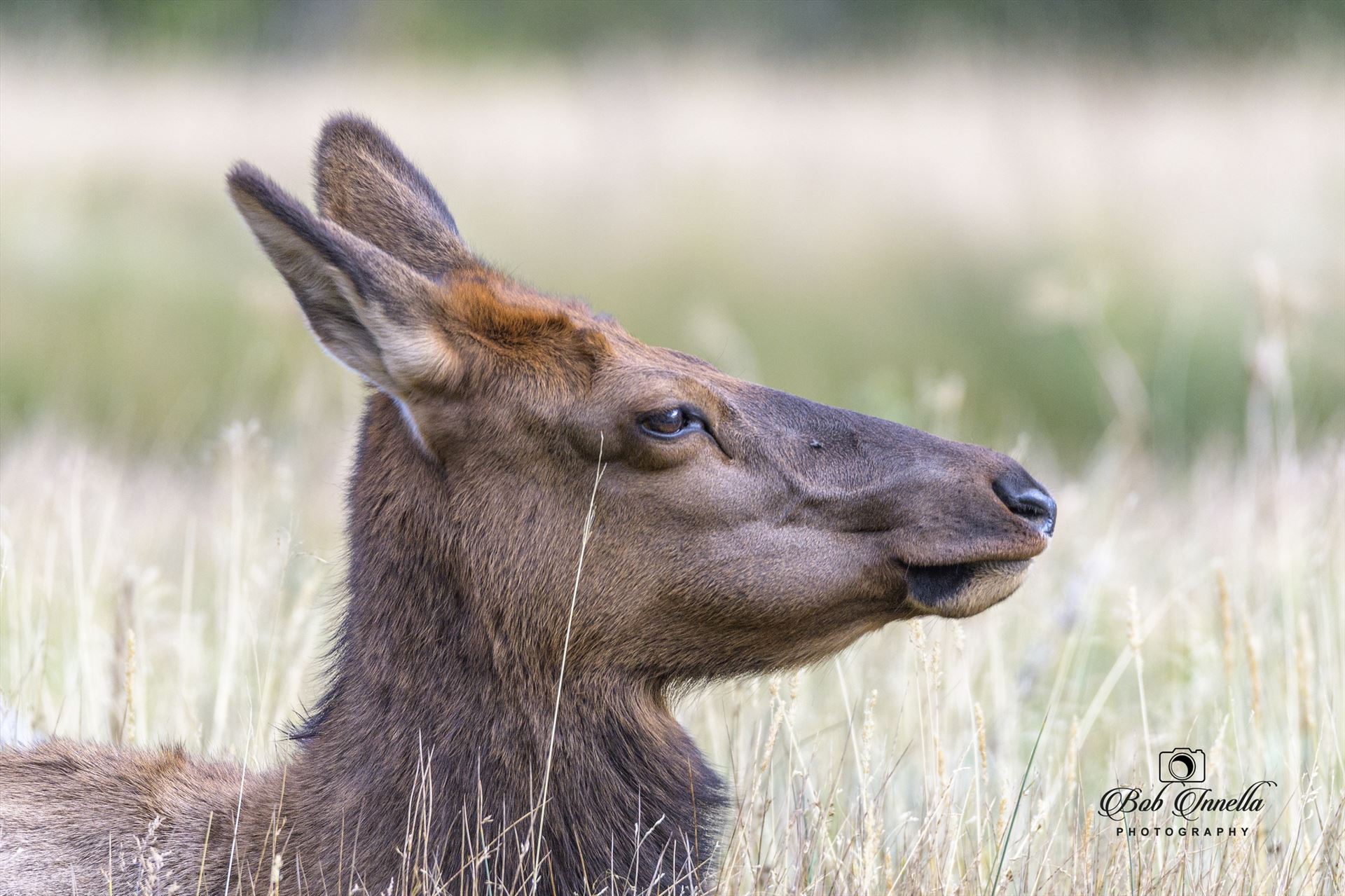 Elk Cow Elk Cow Laying Down Along The Madison River, Wyoming 2018 by Buckmaster