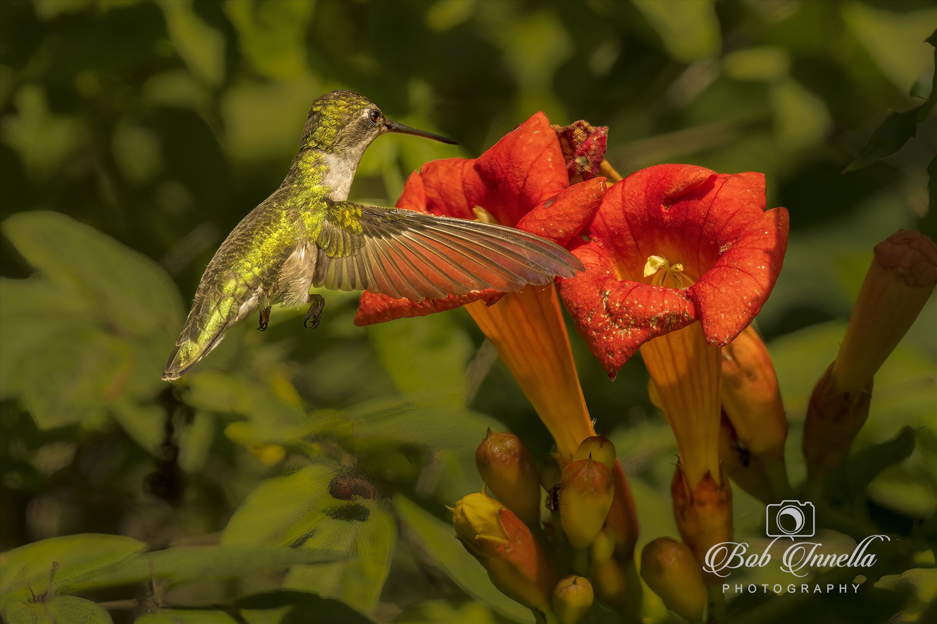 Hummingbird Hovering Over Trumpet Flower  by Buckmaster