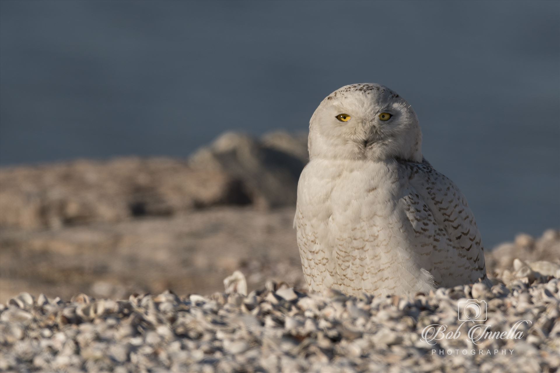 Snowy Owl on the Beach  by Buckmaster