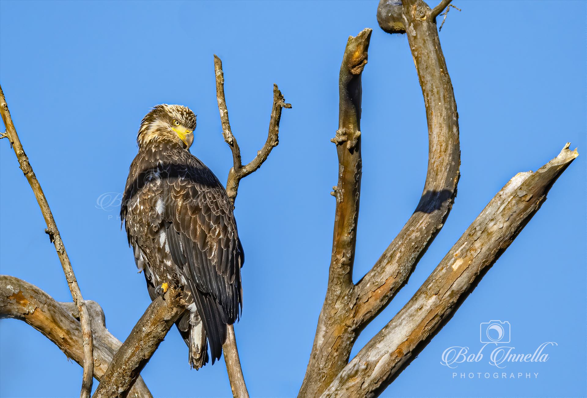 Juvenile_Eagle_High_up 2(1 of 1).JPG  by Buckmaster