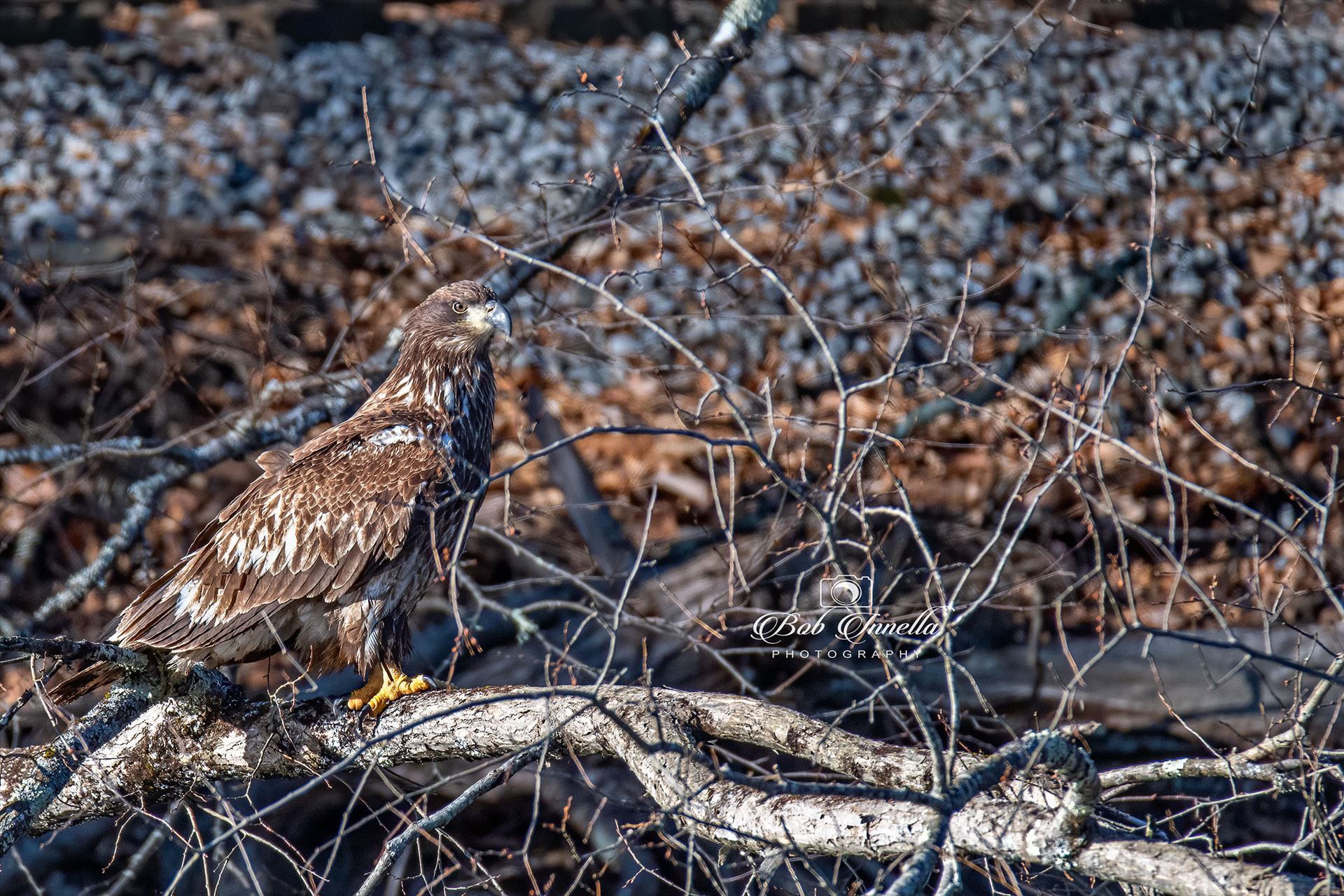 Lackawaxan Juvenile Eagle  by Buckmaster