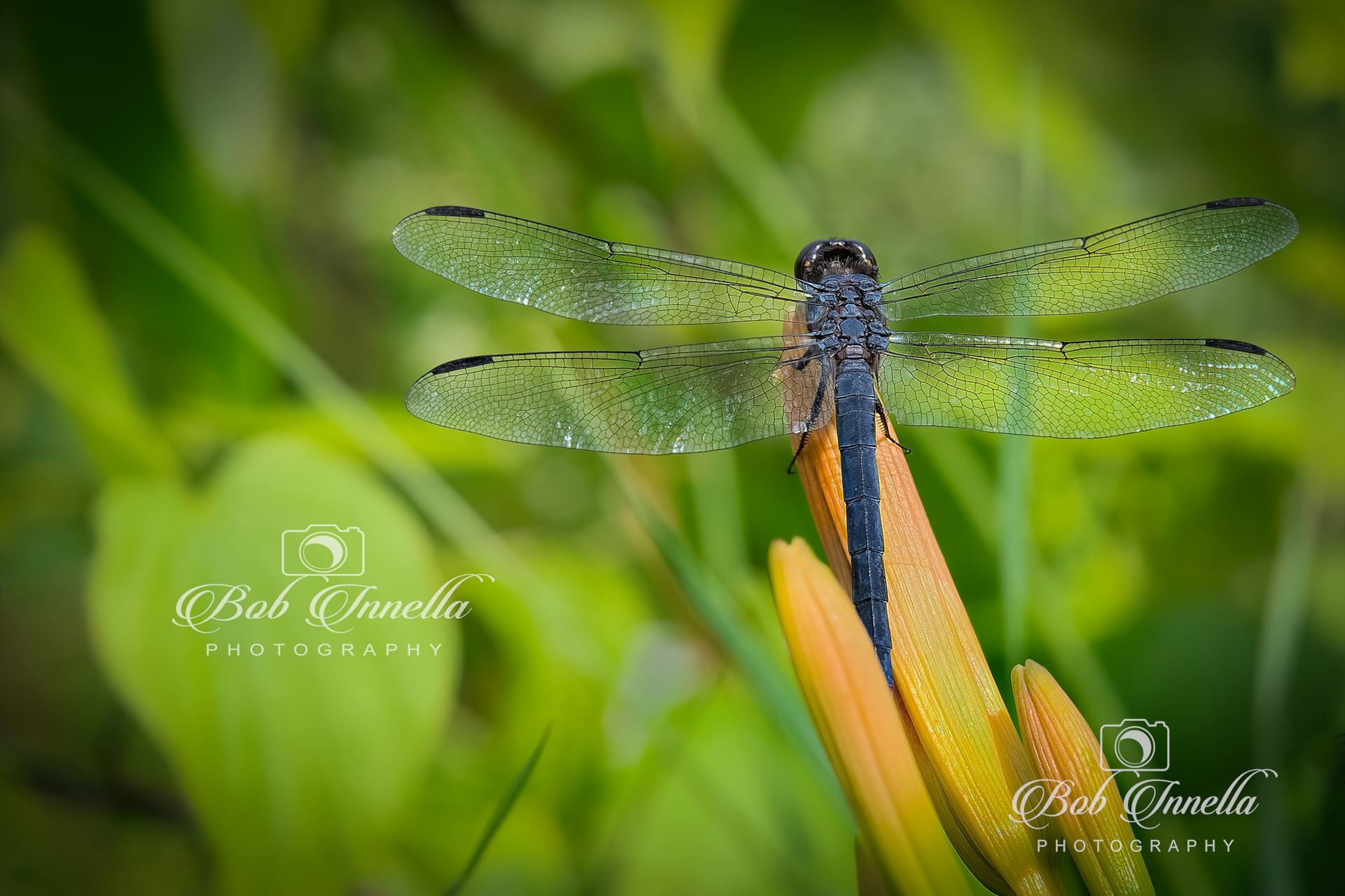 Dragonfly on a Day Lily  by Buckmaster