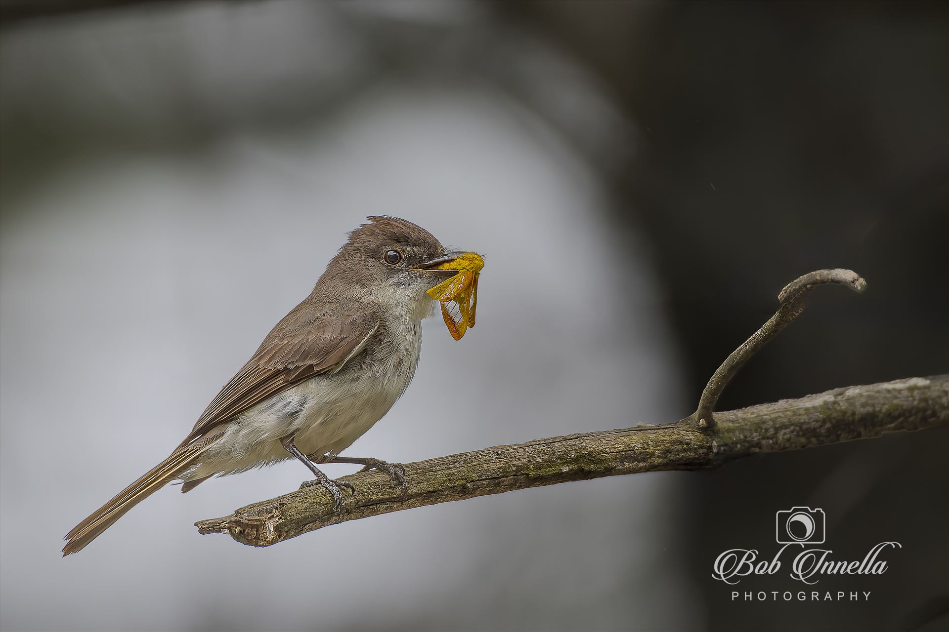 Eastern Phoebe with Moth  by Buckmaster