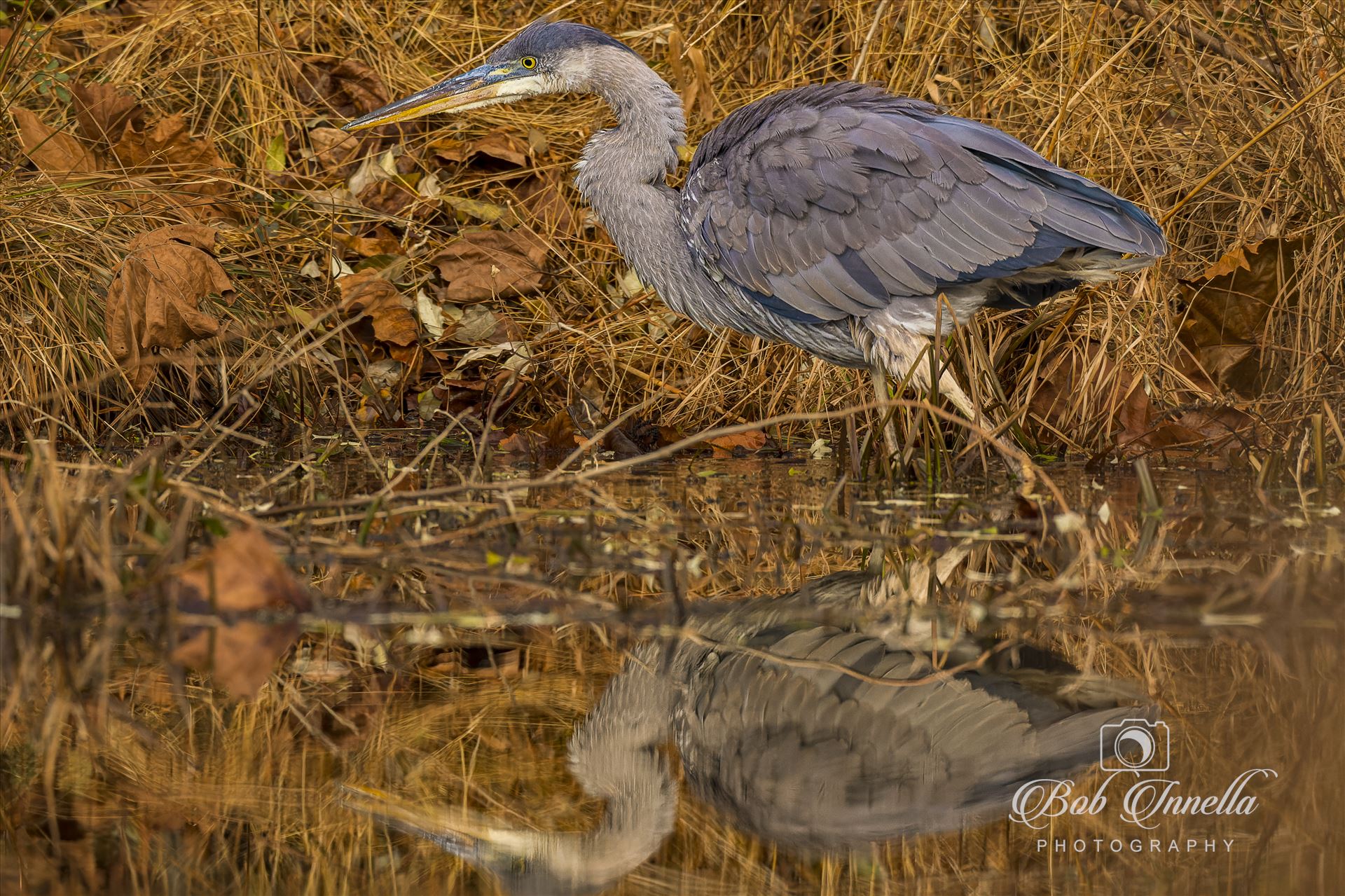 December GBH  by Buckmaster