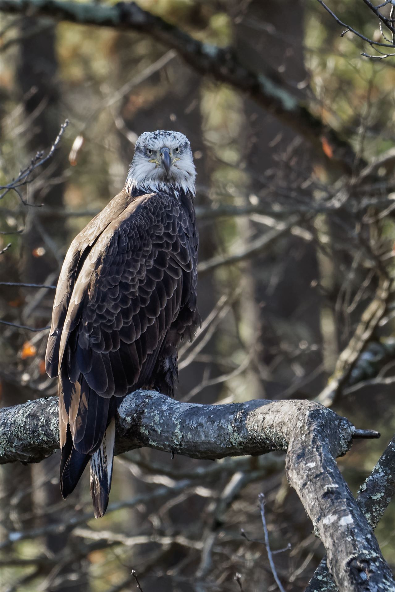 Juvenile Bald Eagle Perched  by Buckmaster