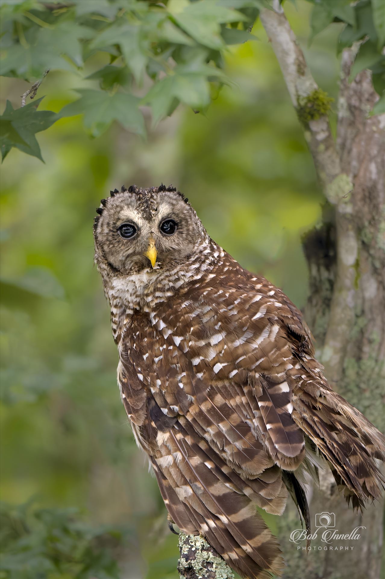 Juvenile Barred Owl 2023 North Carolina by Buckmaster