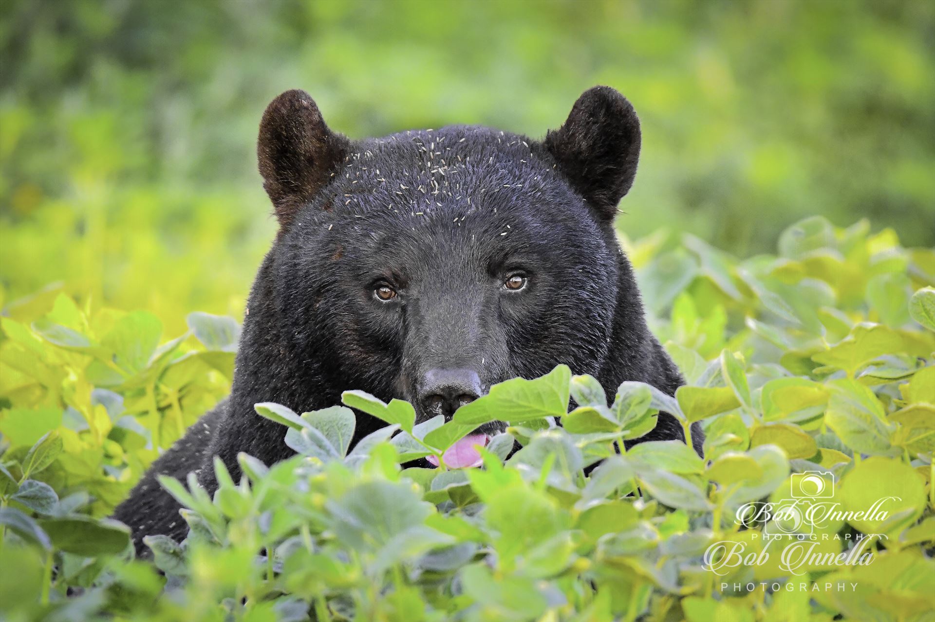 Black Bear in Soybeans Field  by Buckmaster