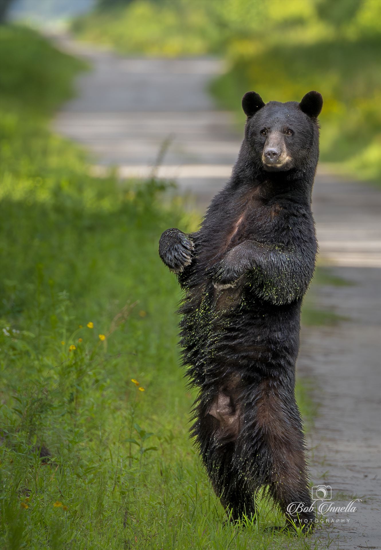 Black Bear Sow Standing Up 2023 North Carolina by Buckmaster