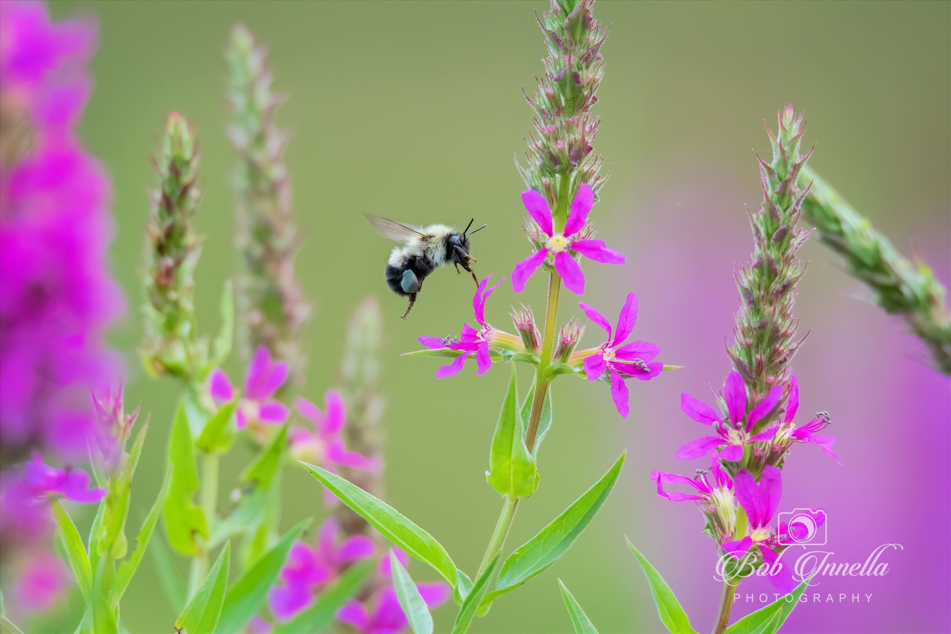Bumble Bee  by Buckmaster