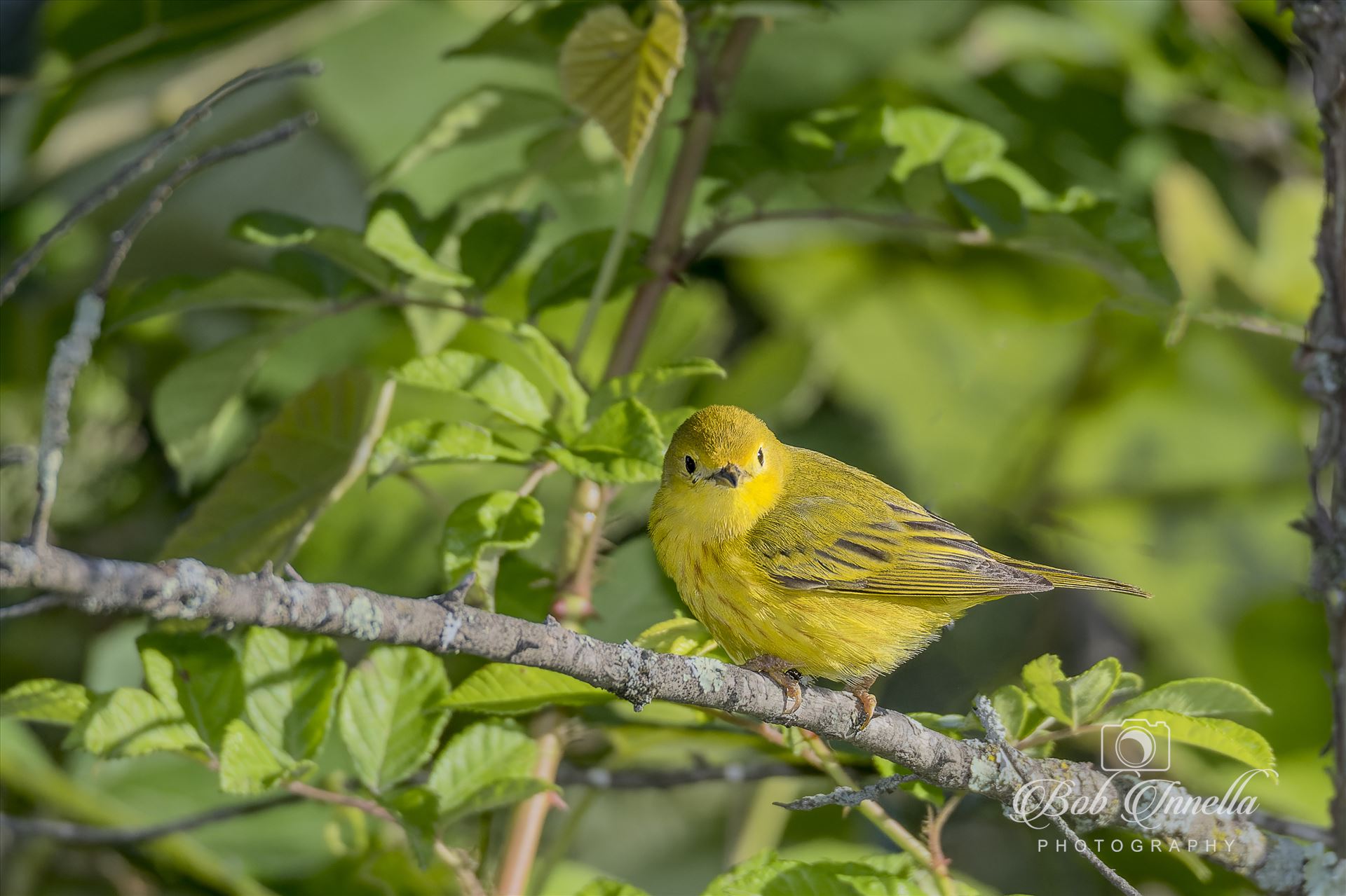 Male Yellow Warbler  by Buckmaster