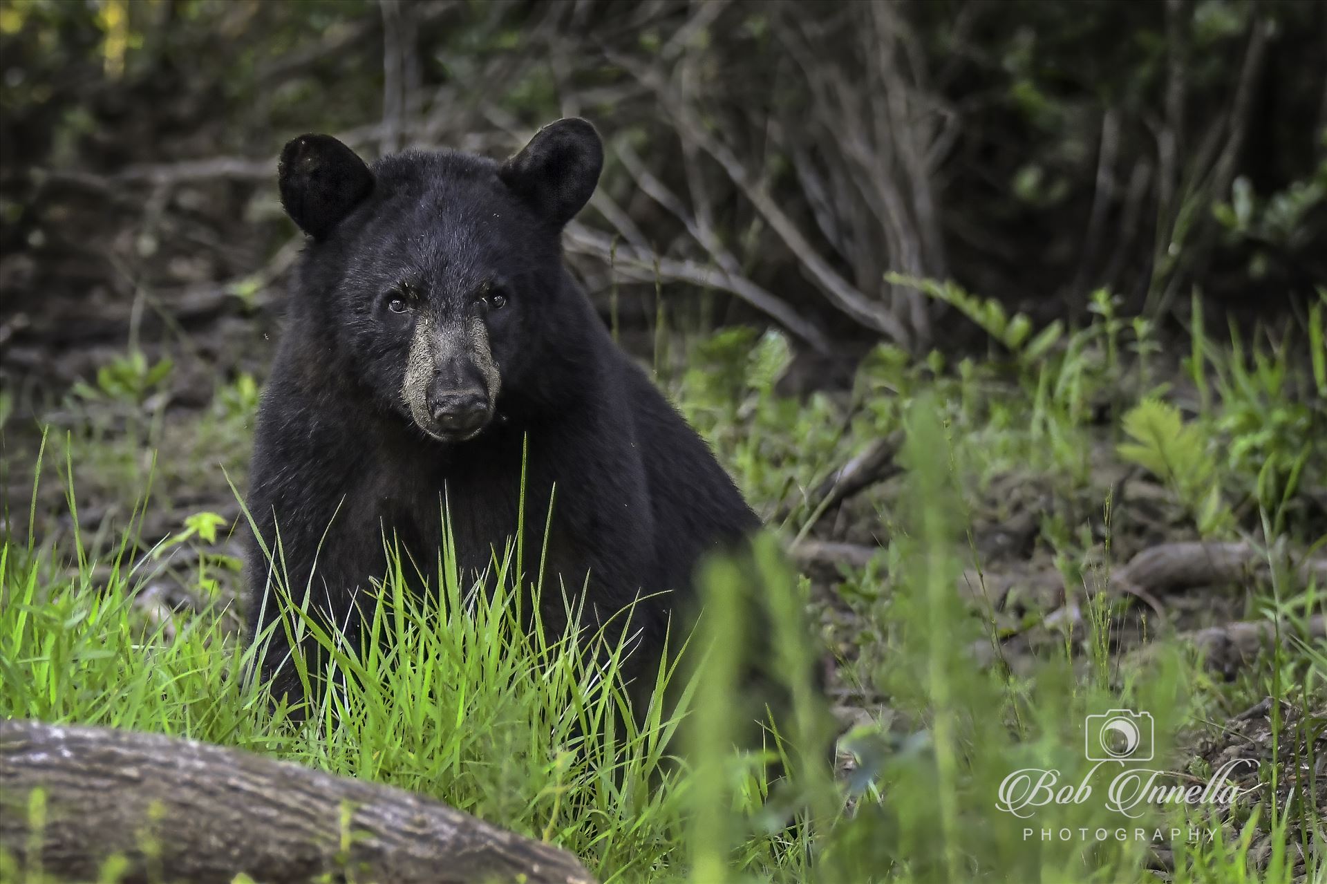 Black Bear in Grass  by Buckmaster