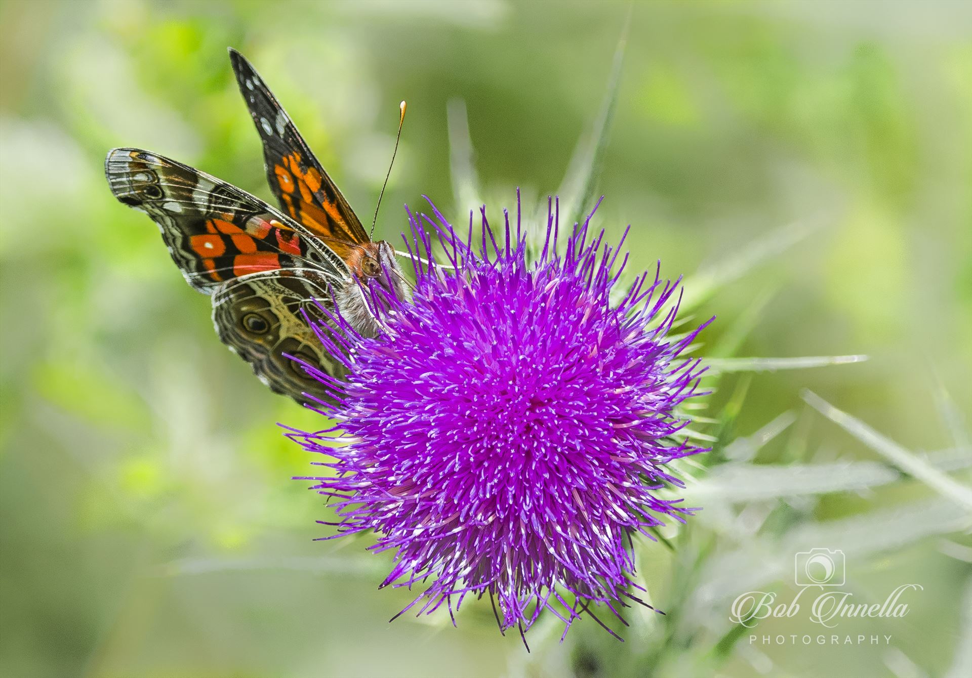 Butterfly Taken In The Wilds Of Pennsylvania by Buckmaster