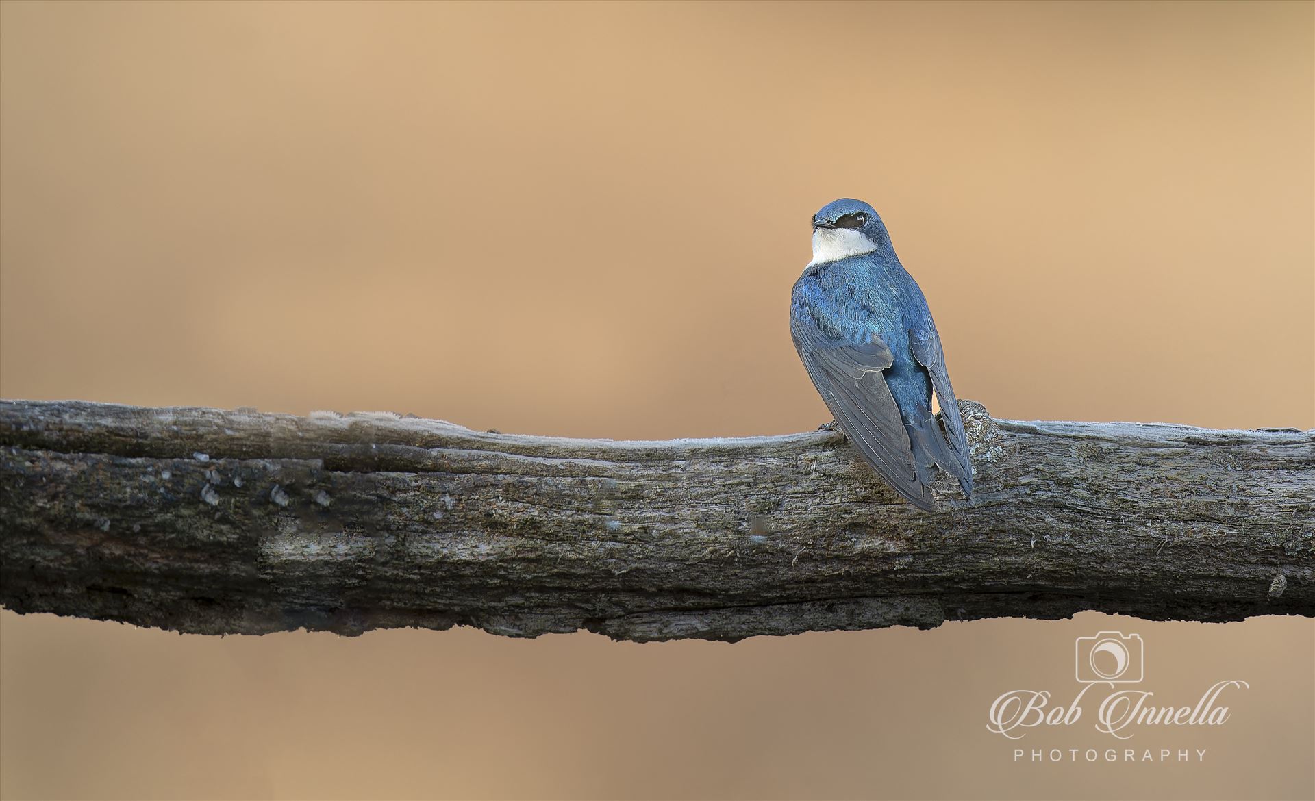 Tree Swallow  by Buckmaster