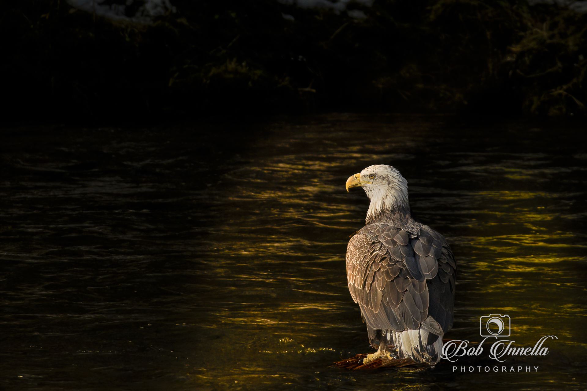 Sunbeam Eagle  by Buckmaster