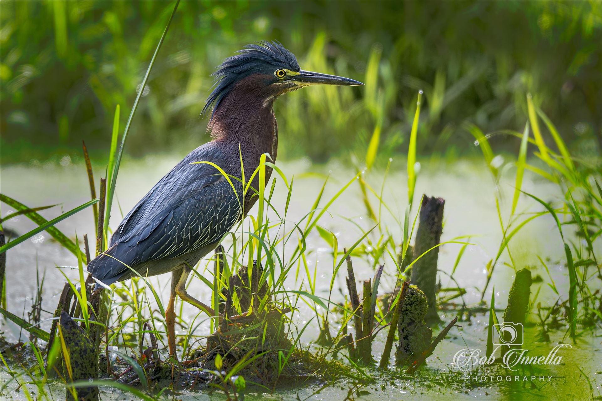 Green Heron in a Bog  by Buckmaster