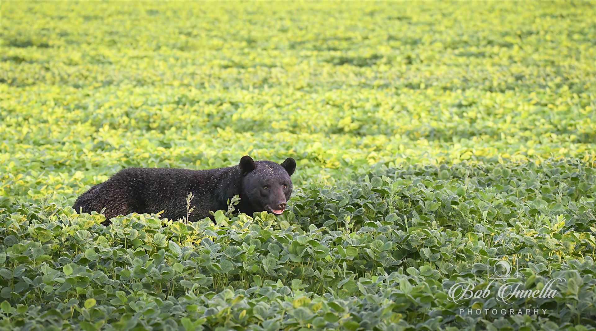 Black Bear in a Soybean Field, Early AM Light  by Buckmaster