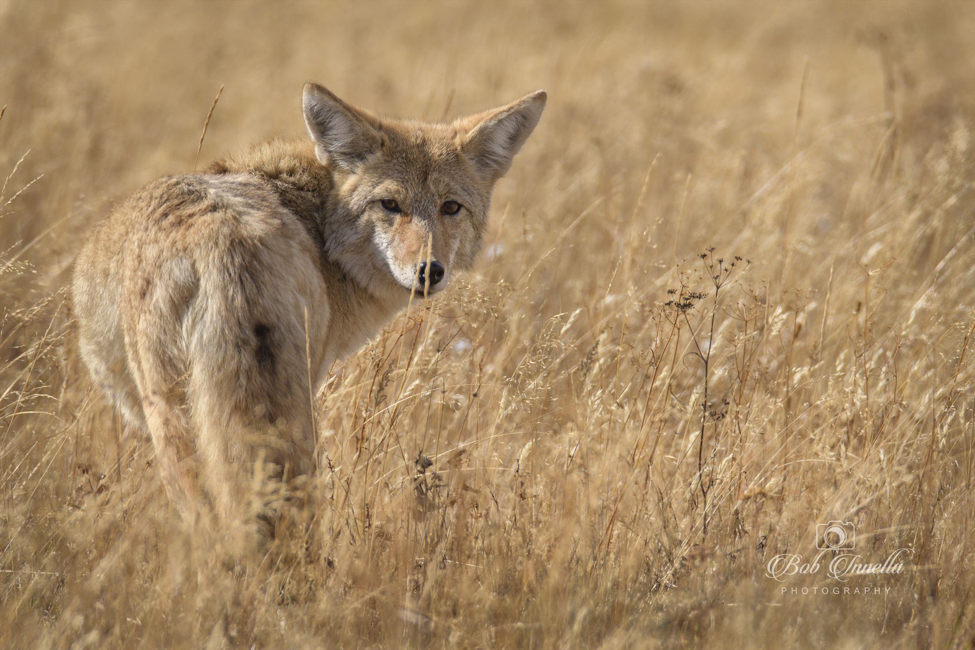 Western Coyote Caught Him In The Fields Hunting For Field Mice by Buckmaster