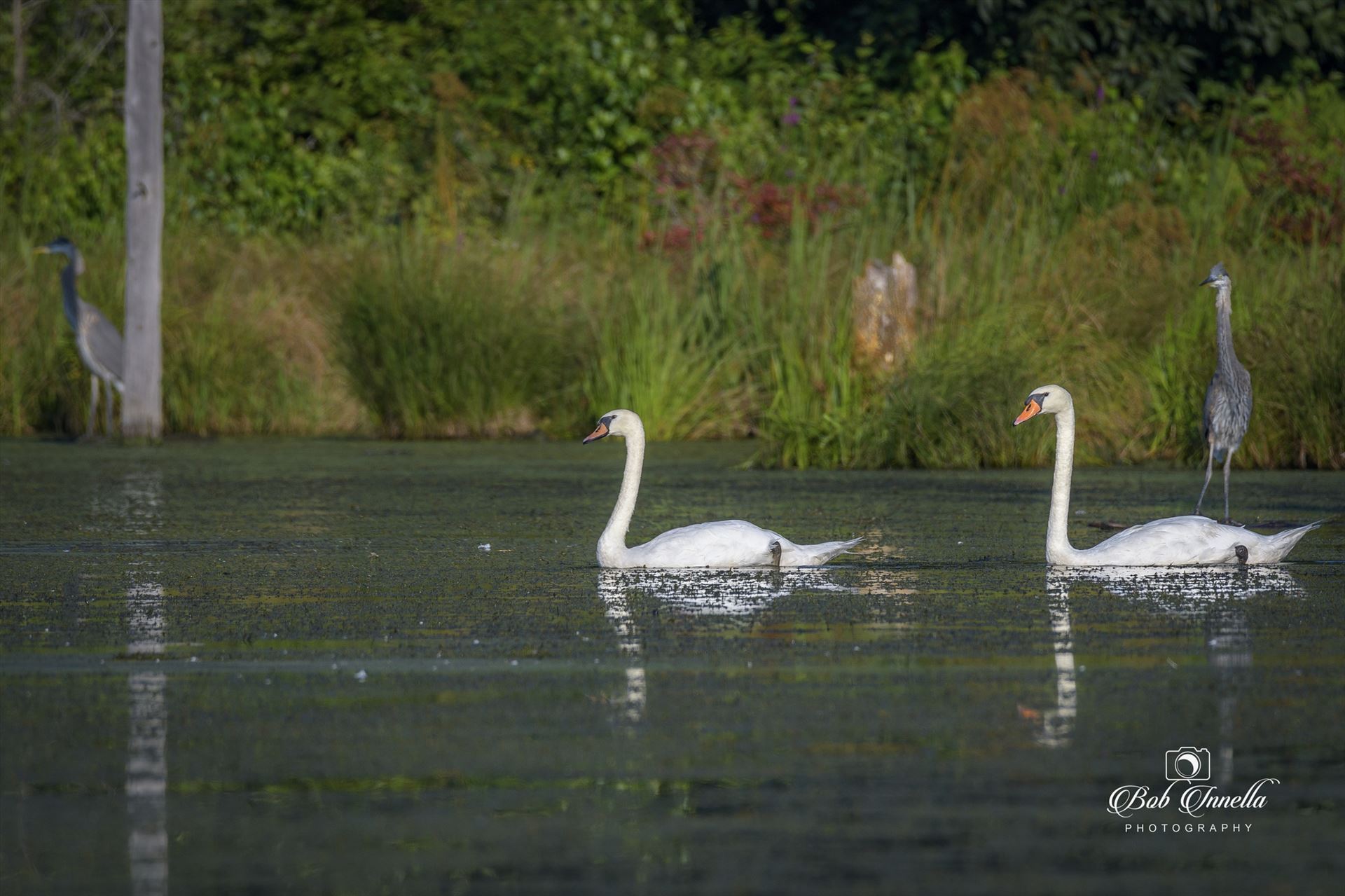 Wild White Swans 2 White Swans with Two Great Blue Herons, Layton, NJ, National Park Service Land 2018 by Buckmaster