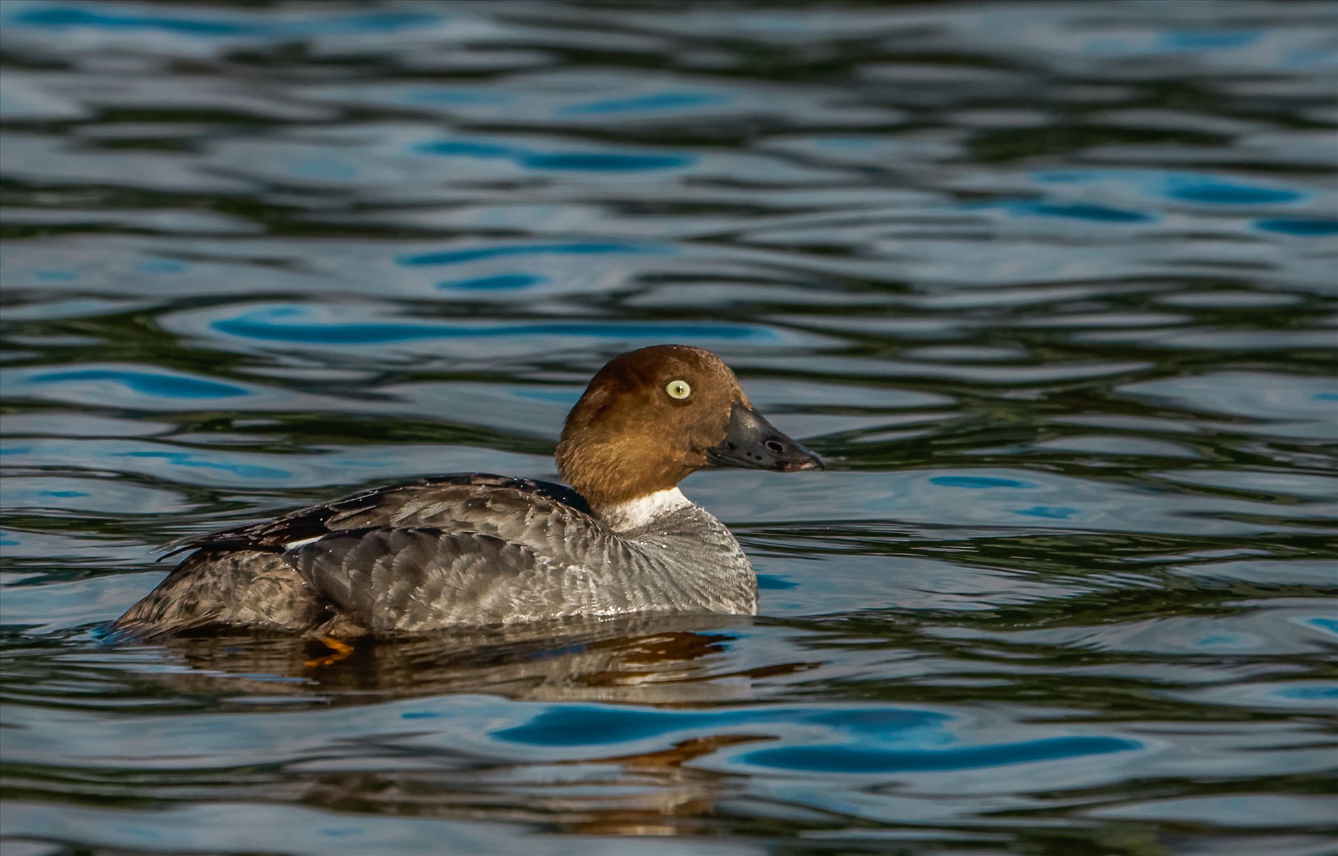 Golden Eye, Duck Taken in Maine by Buckmaster