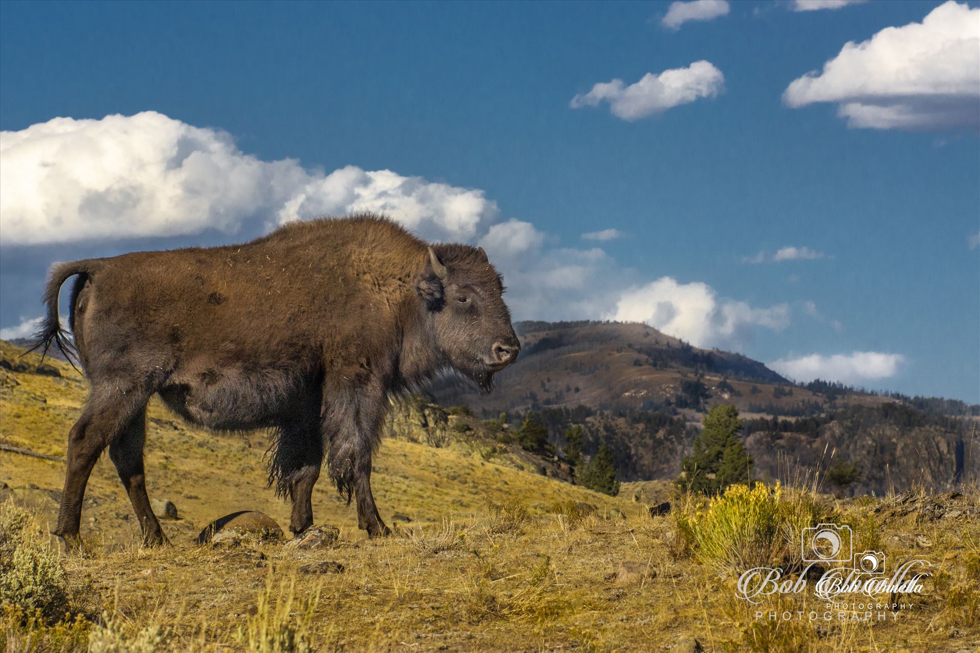 American Bison  by Buckmaster