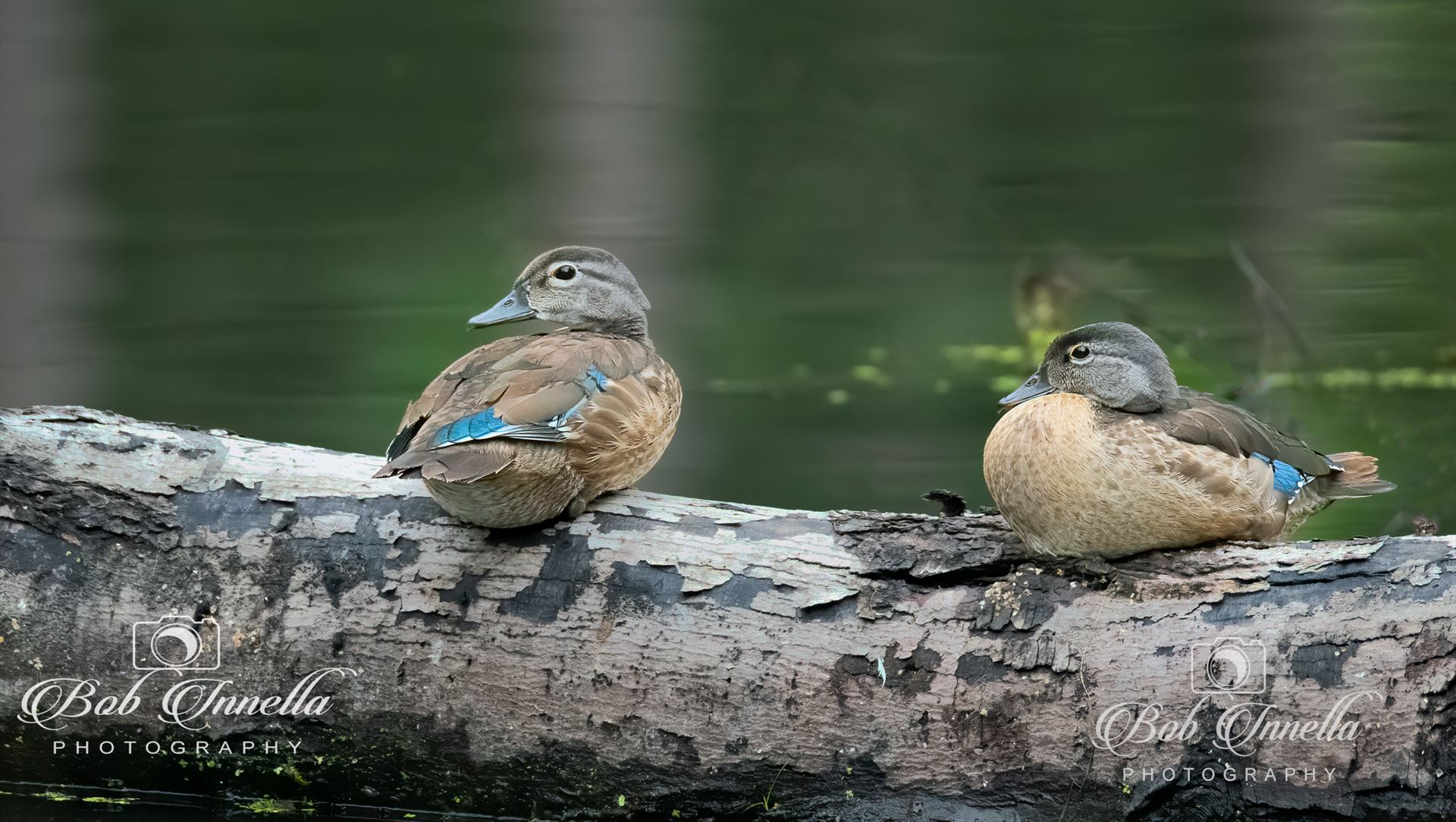 Wood Ducks on Log  by Buckmaster