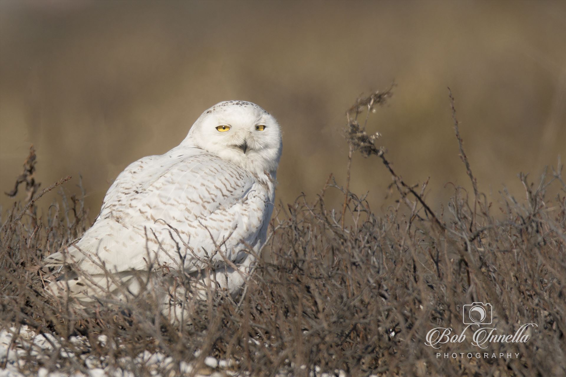 Snowy Owl on the Beach_2  by Buckmaster