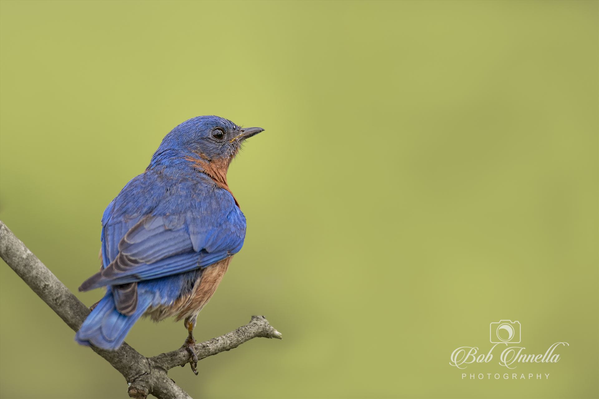 BlueBird on Green  by Buckmaster
