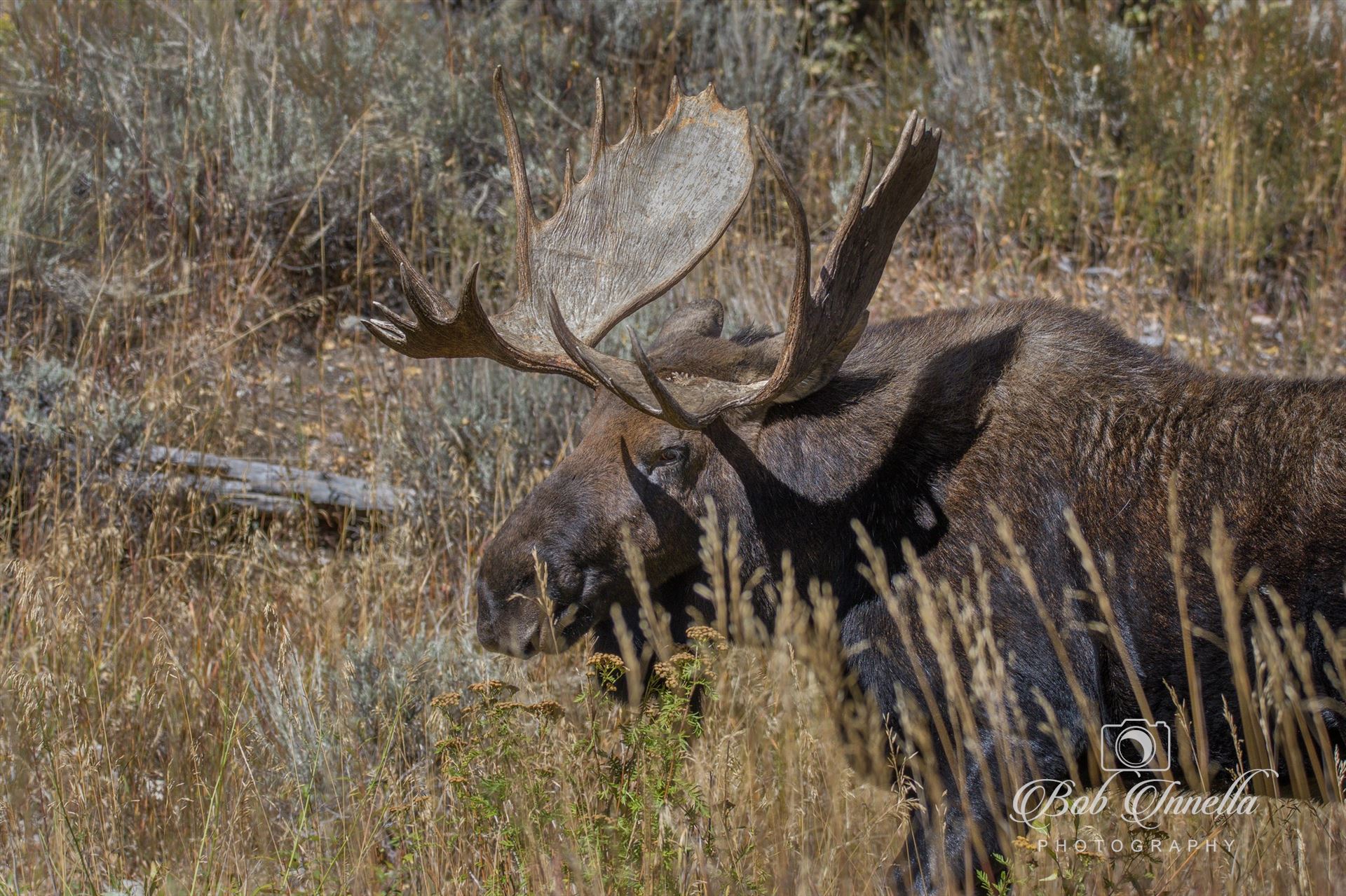 Shiras Moose Wyoming 2018 by Buckmaster