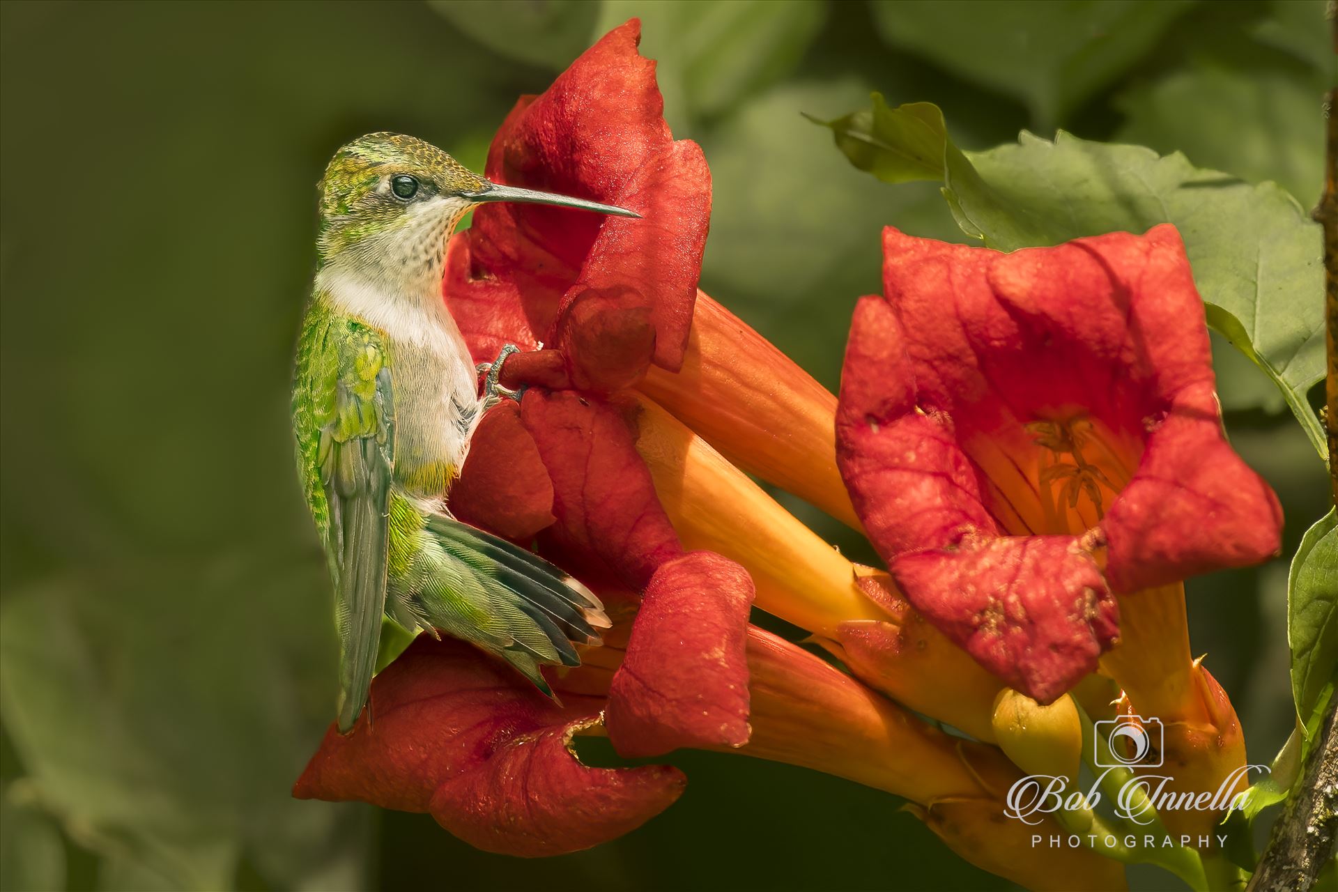 Hummingbird1  by Buckmaster