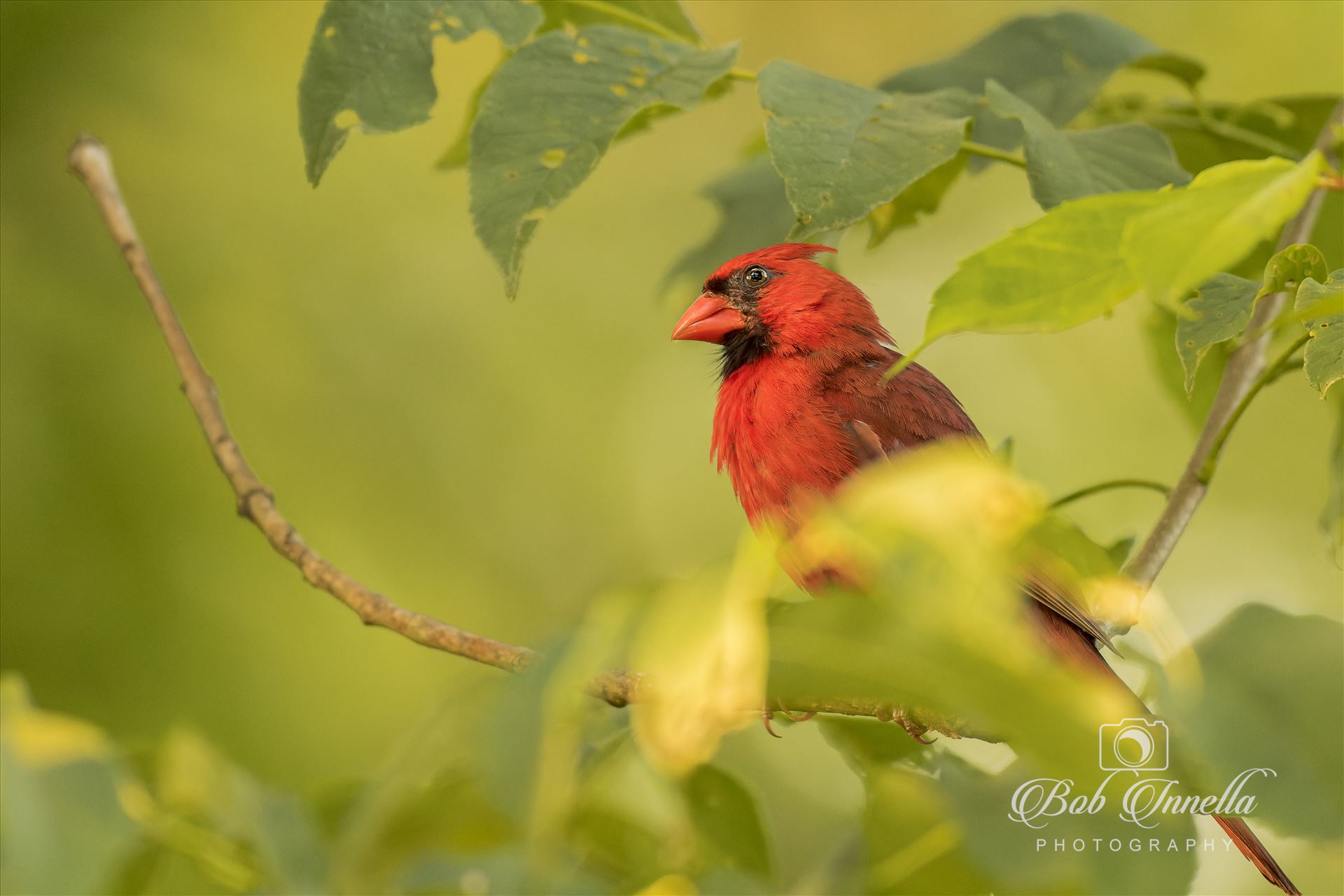 Northern Male Cardinal  by Buckmaster