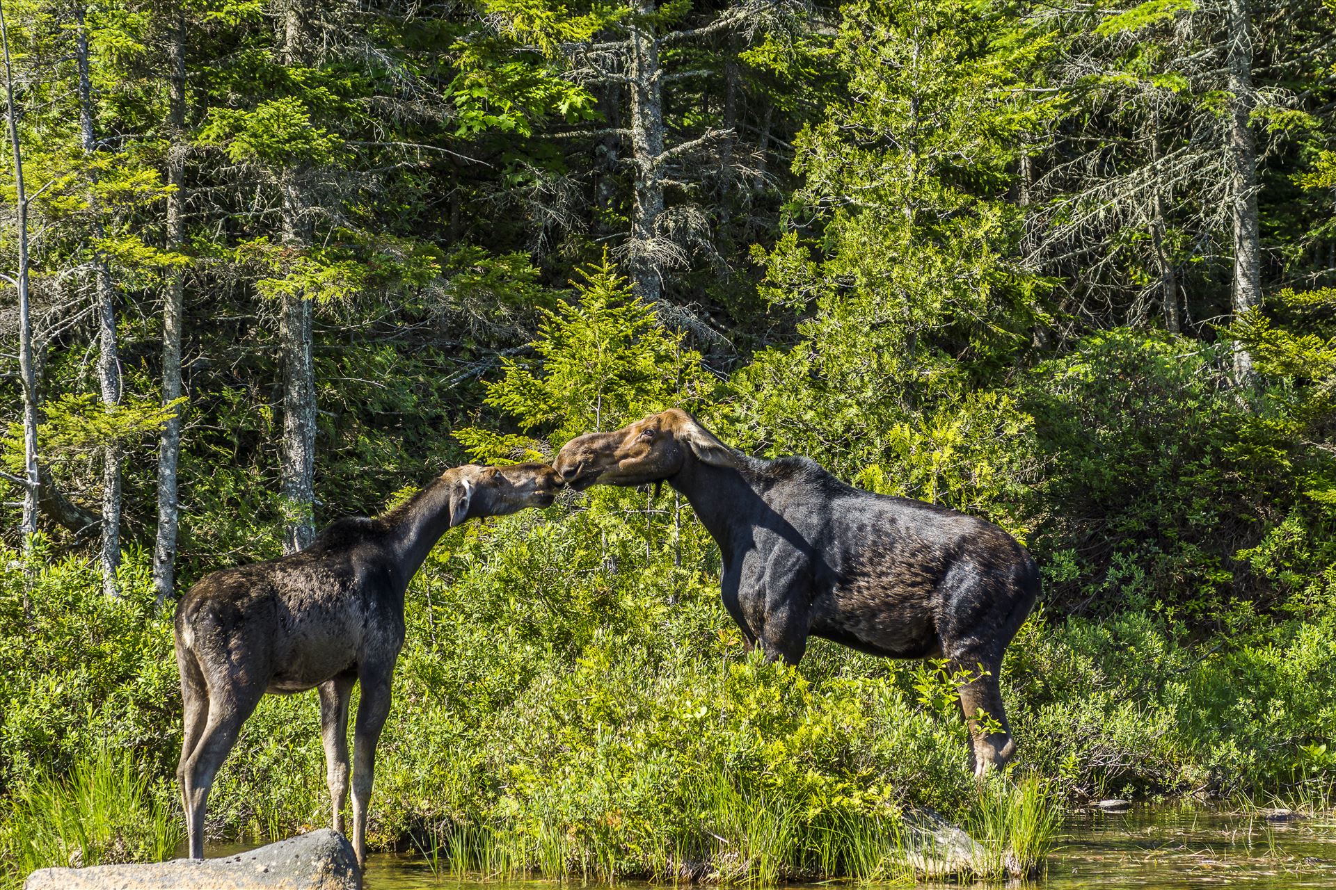 The Moose Kiss By the looks of their ears I don't think this is a memorable kiss by Buckmaster