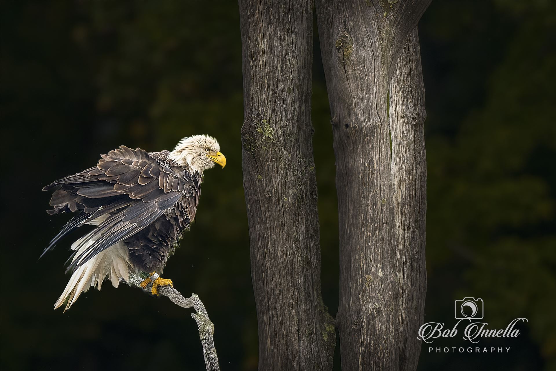Wet Bald Eagle  by Buckmaster
