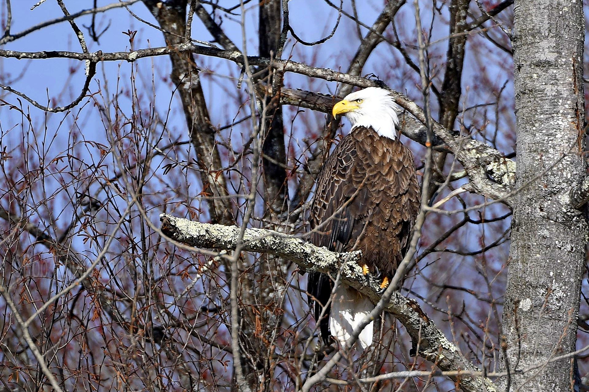 Eagle_4071 Bald Eagle, Barryville, Ny by Buckmaster