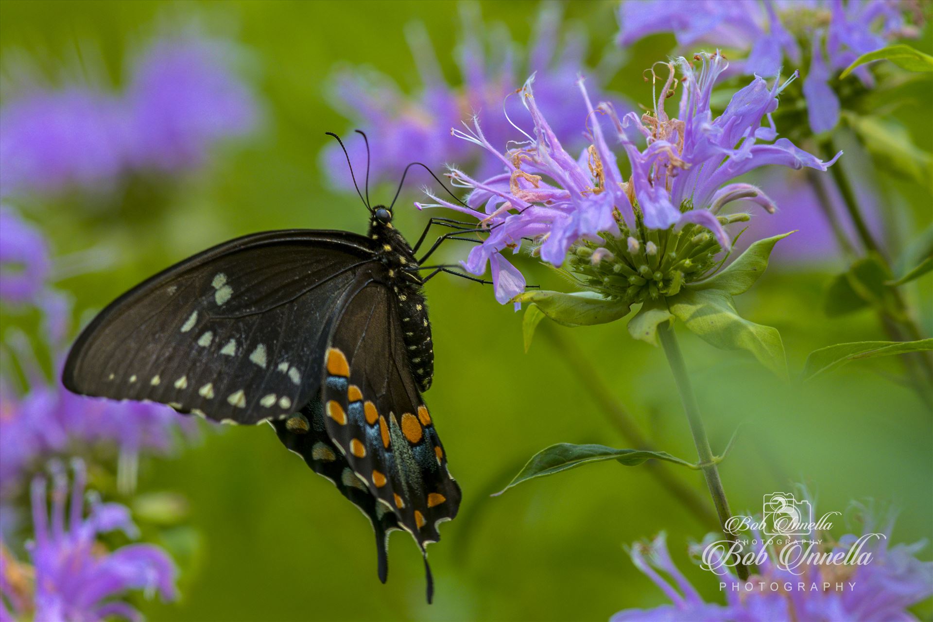 Black Swallowtail  by Buckmaster