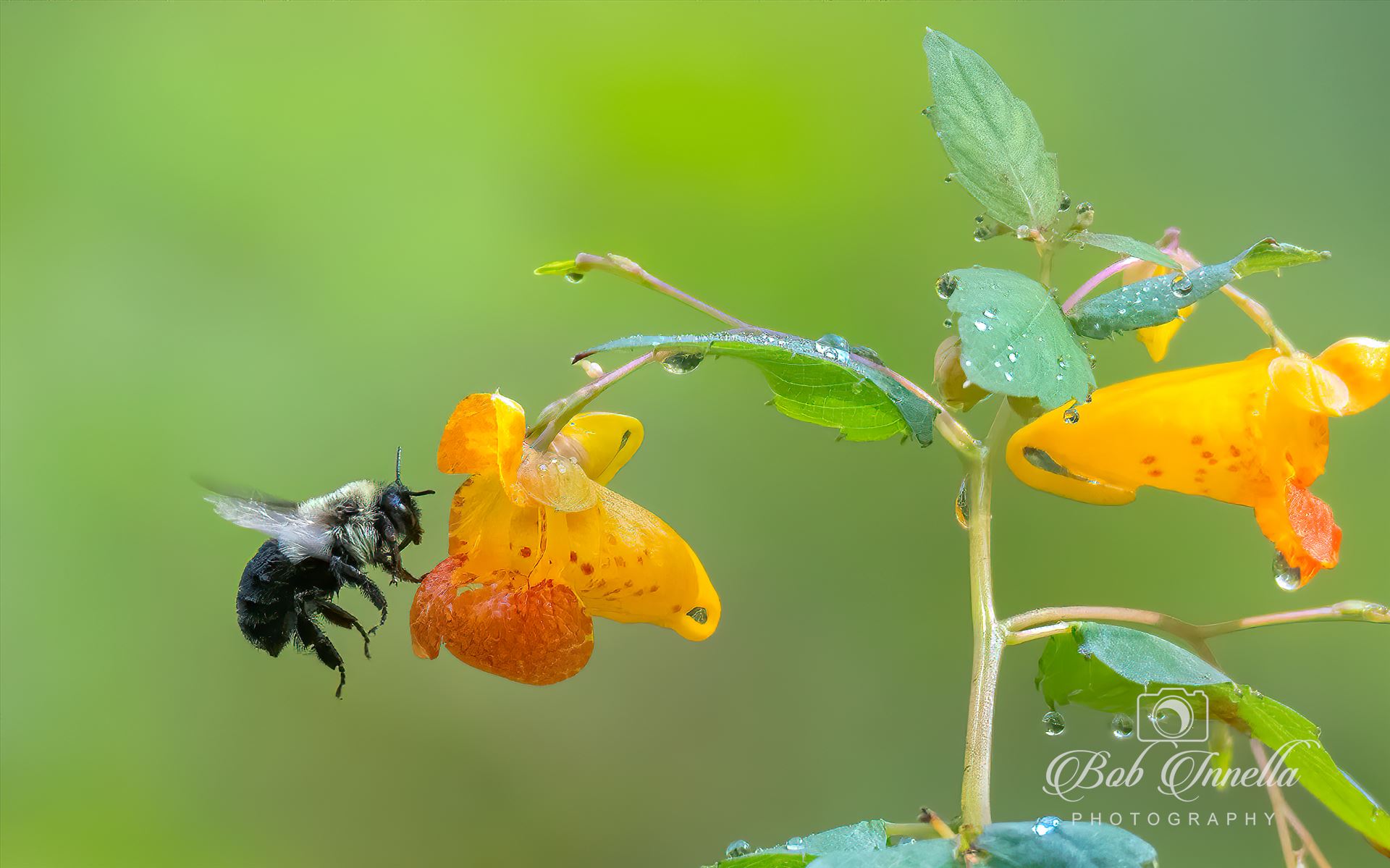 Bee_Orange_Flower  by Buckmaster