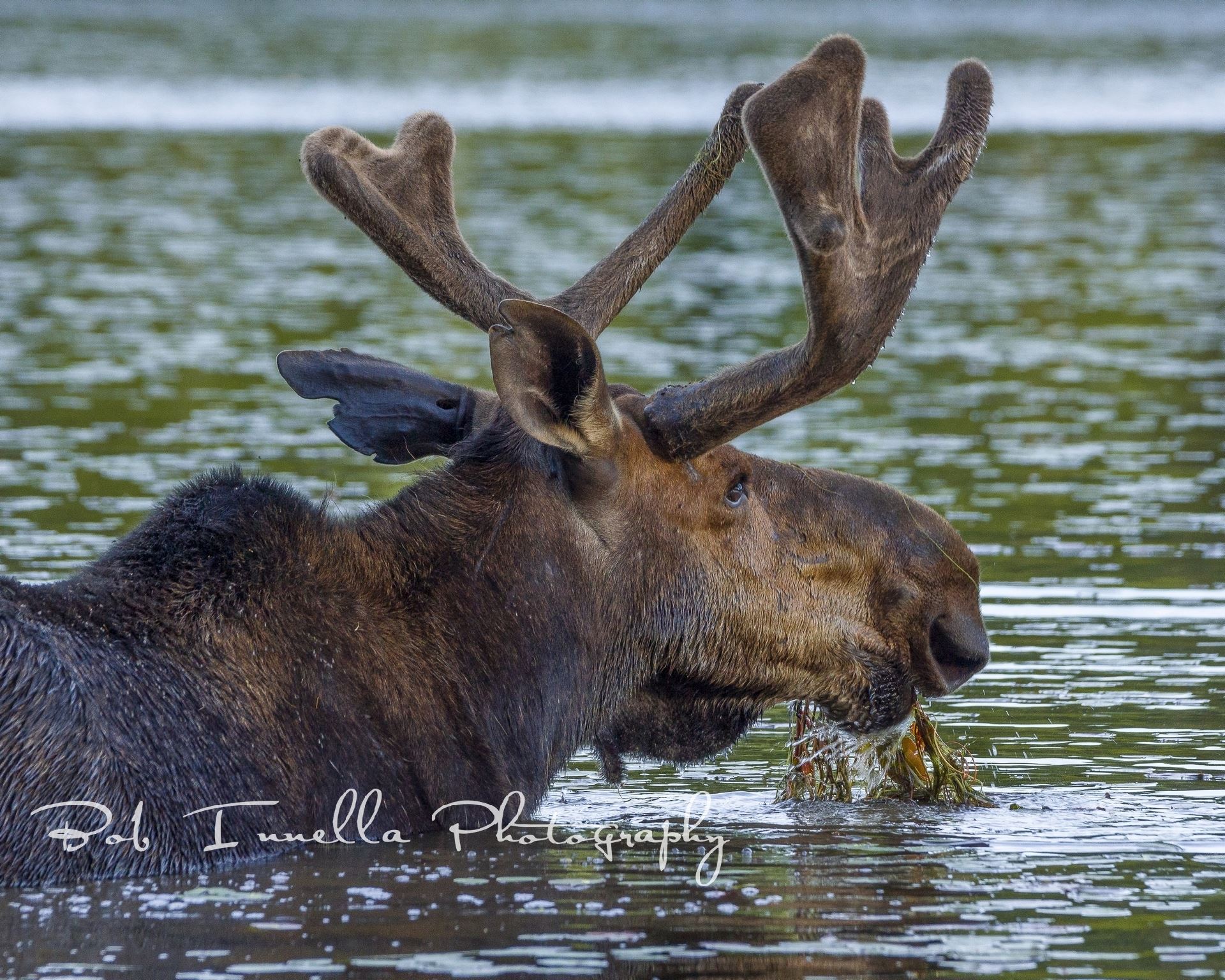 Bull Moose Eating New Growth Lillies  by Buckmaster