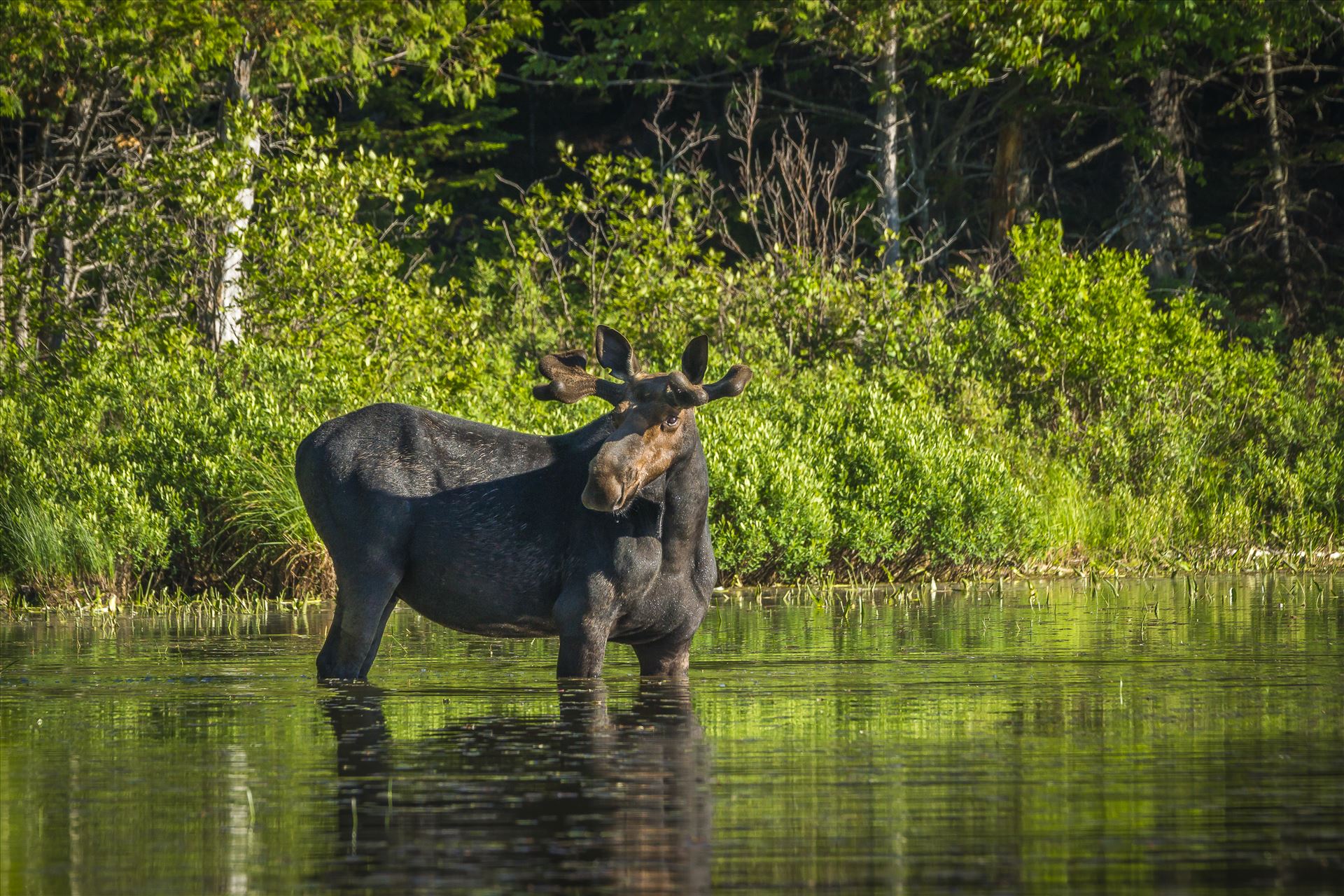 Muscle Bound Bull Moose Northern Maine by Buckmaster