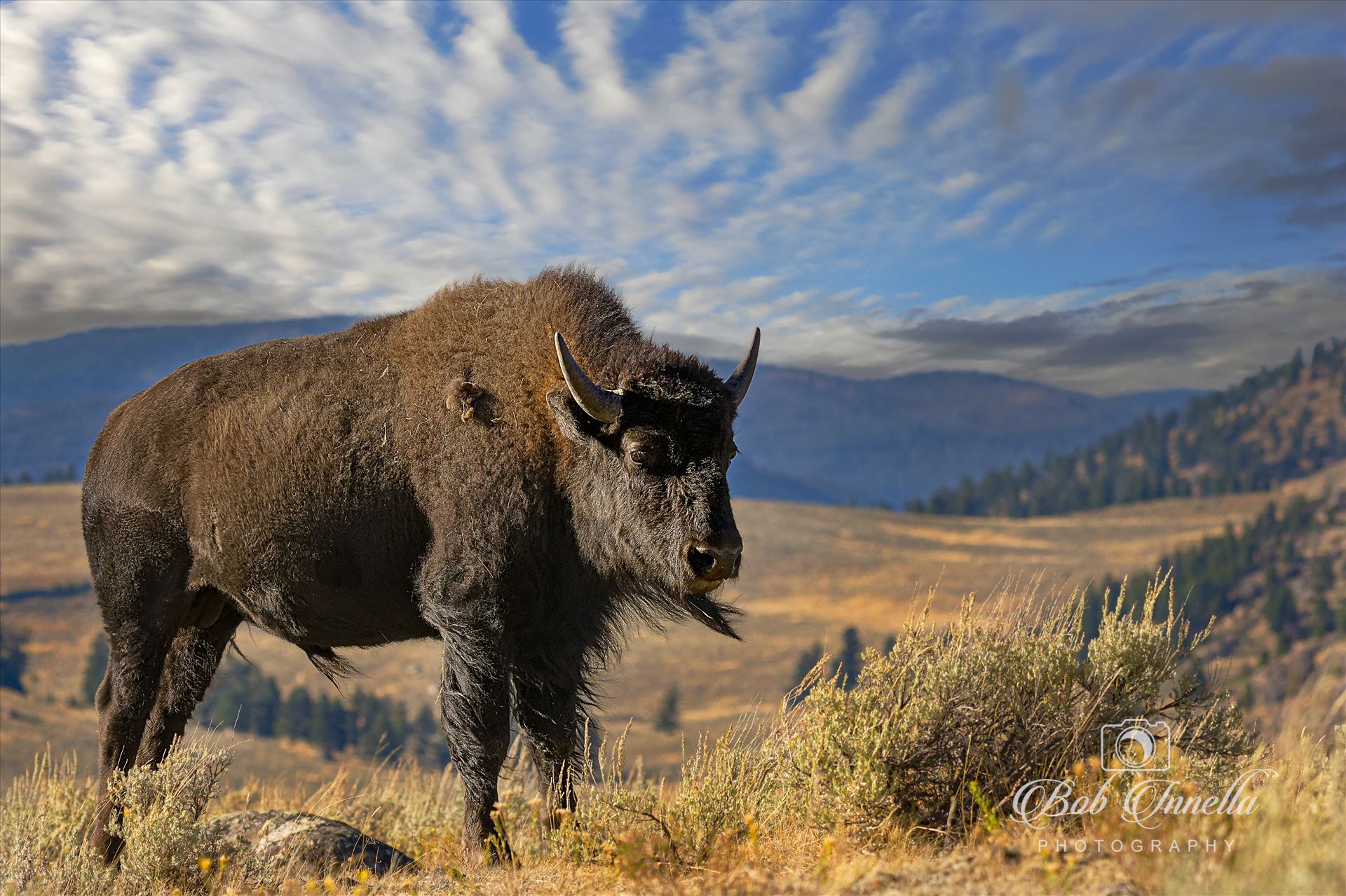 Bison_LaMar Valley  by Buckmaster