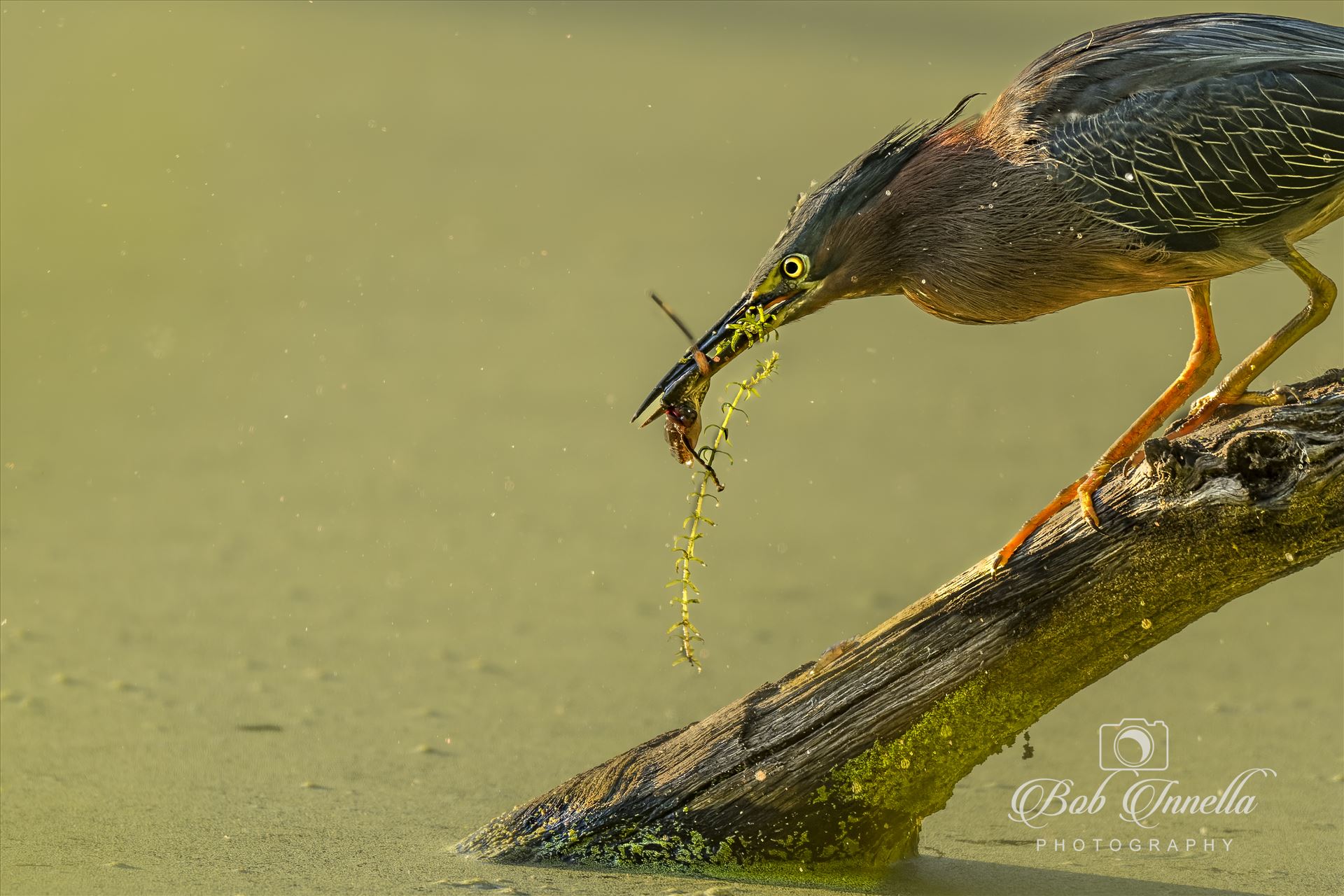 Green Heron Catches Tadpole  by Buckmaster