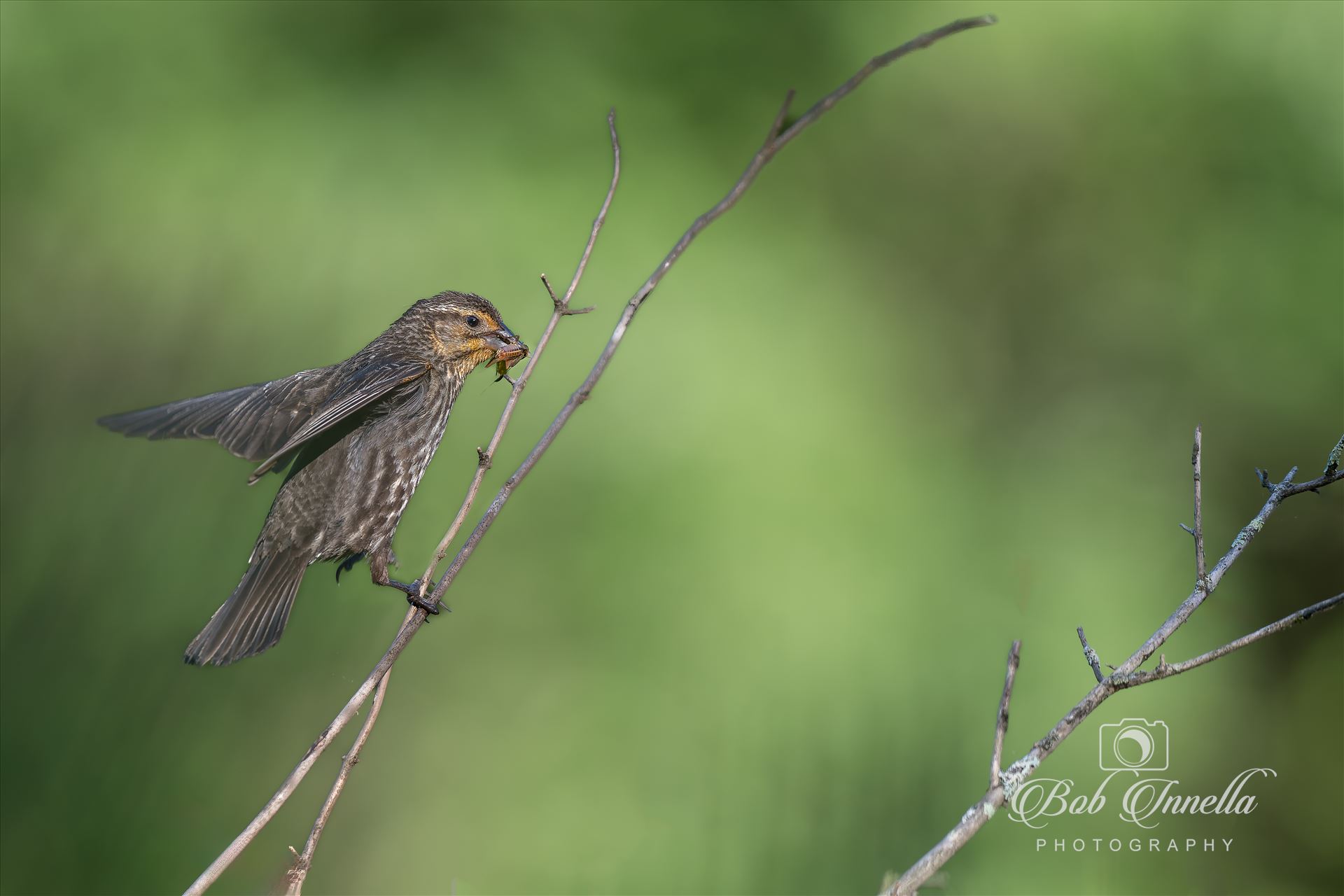 Female Red Winged Blackbird with Insect  by Buckmaster