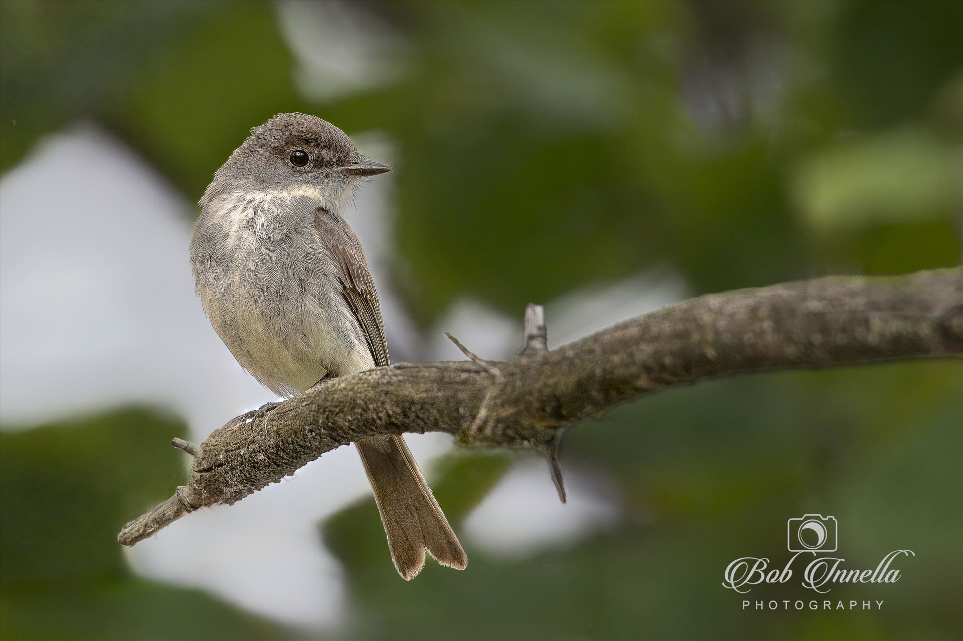 Eastern Phoebe  by Buckmaster