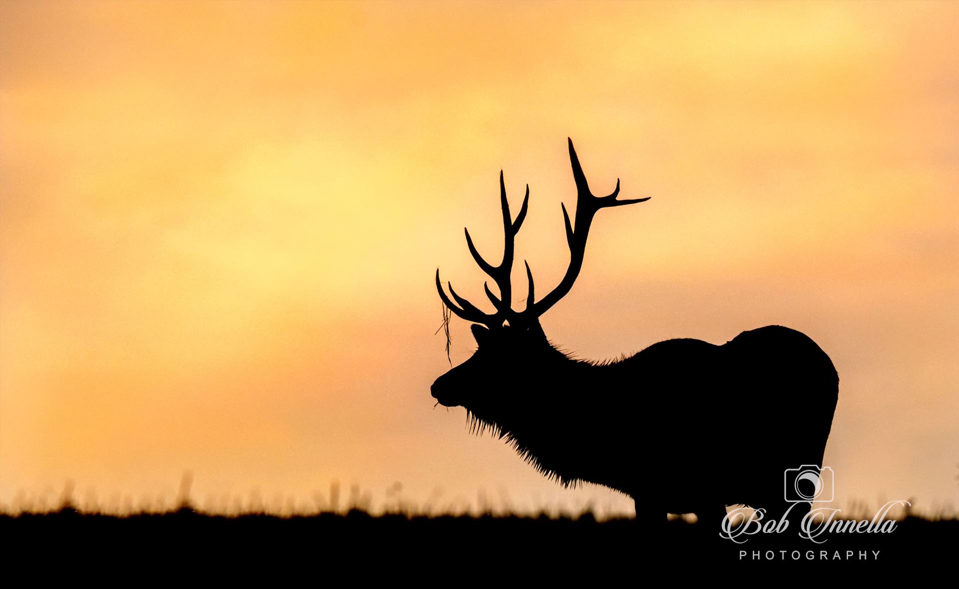 Silhouette Bull Elk At Sunrise Silhouette Bull Elk At An Amazing Sunrise by Buckmaster
