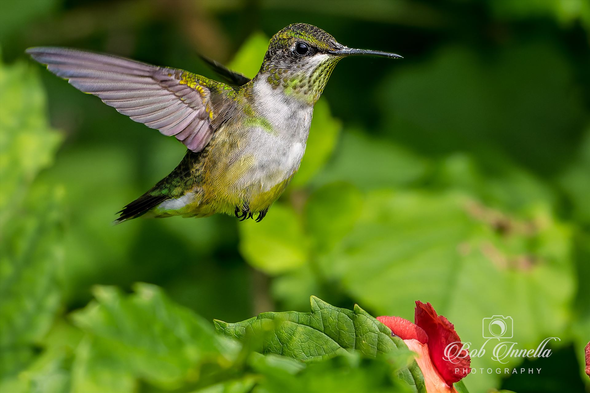 Ruby Throated Hummingbird  by Buckmaster