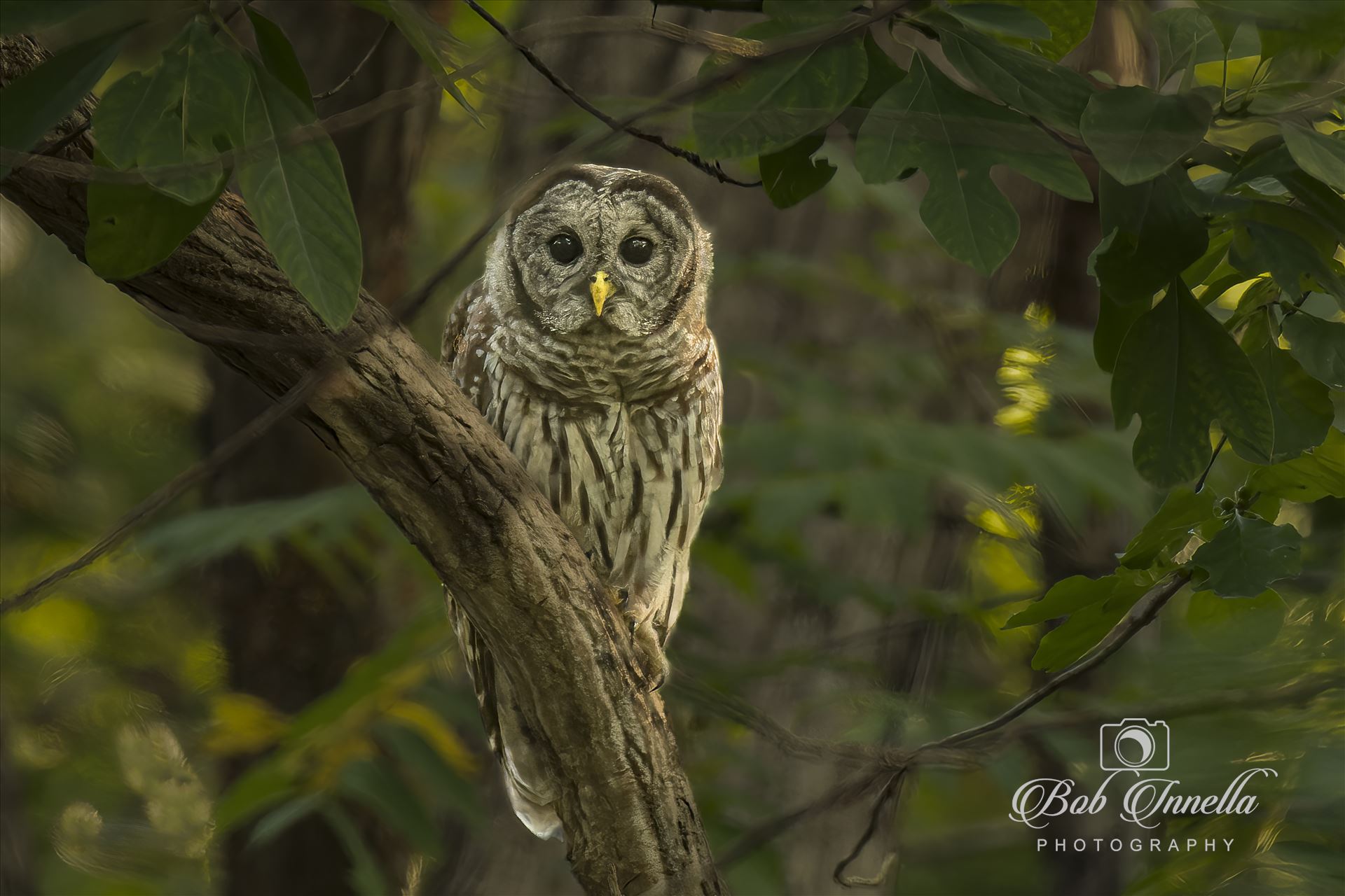 Barred Owl taken in Real Dark Conditions with ISO up to 16000  by Buckmaster