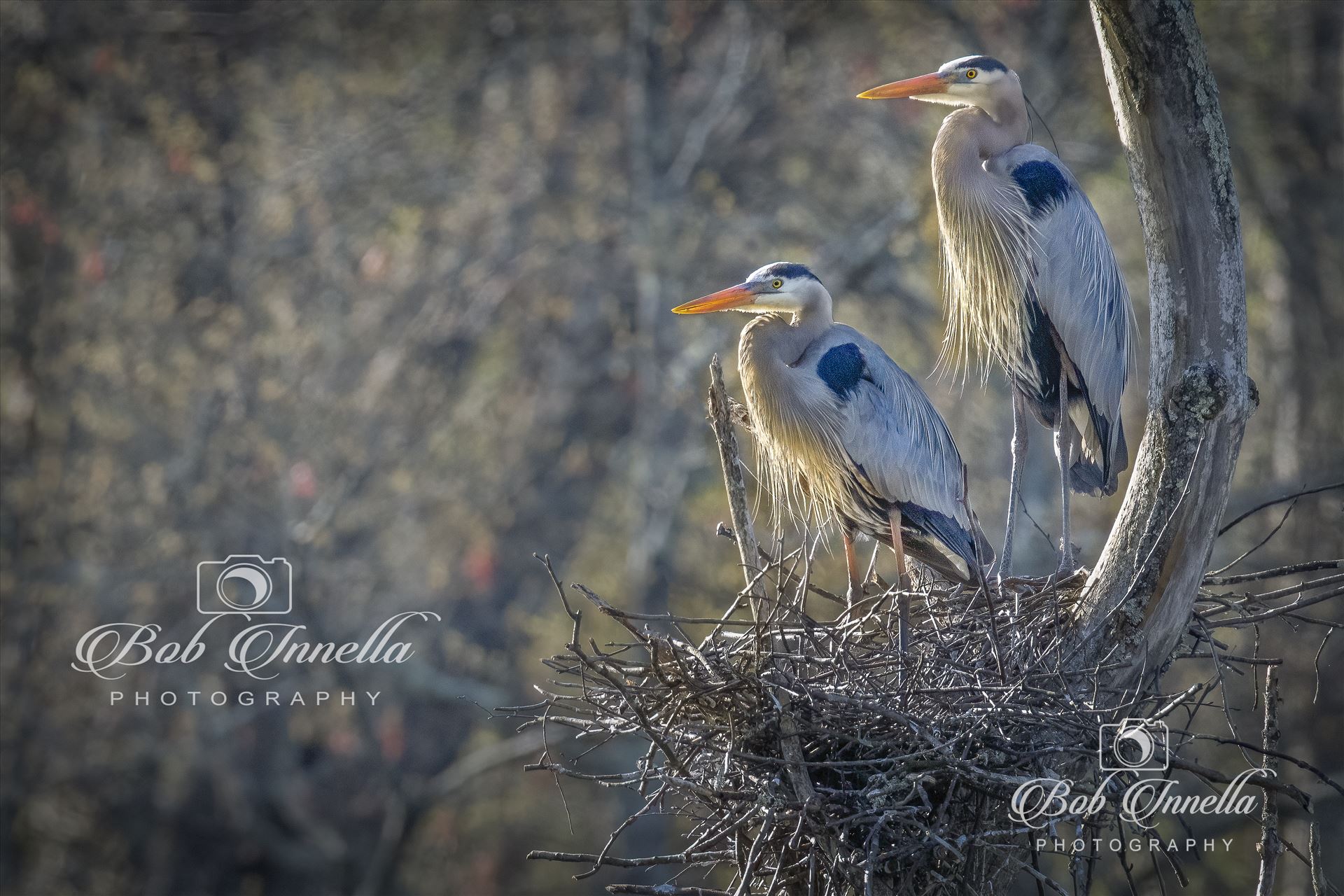 2GBH_NEST  by Buckmaster