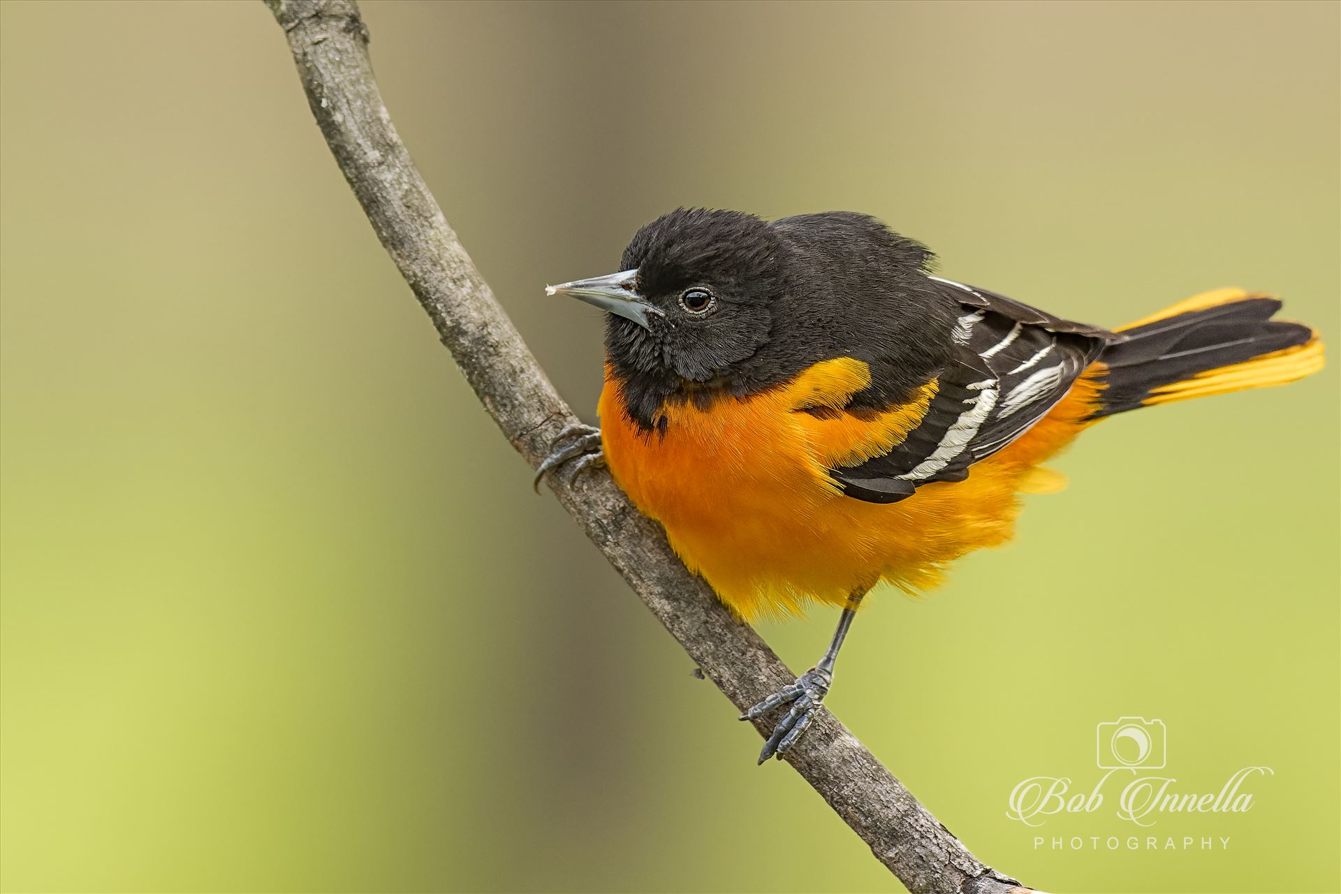 Perched Baltimore Oriole  by Buckmaster