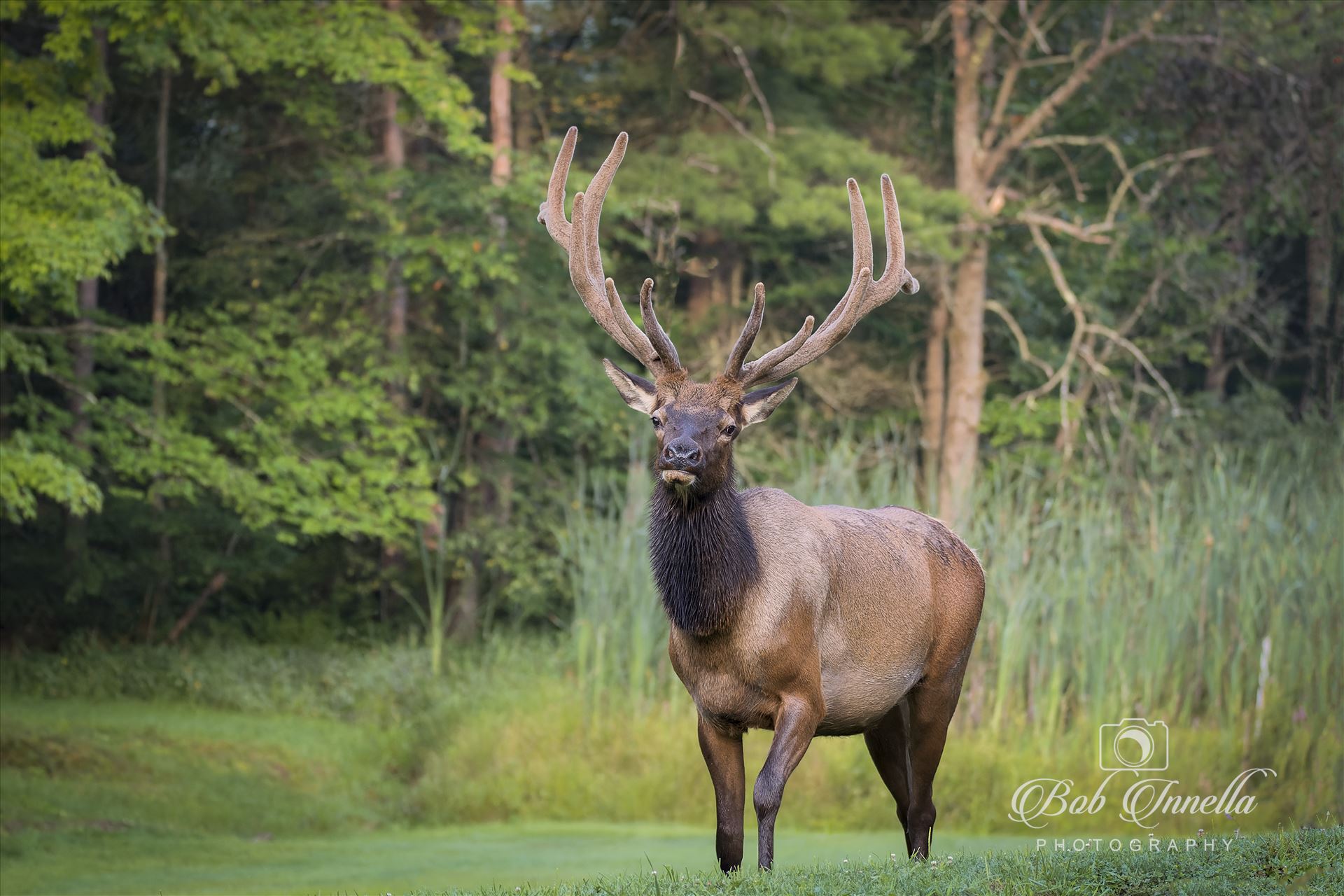 Bull Elk Velvet  by Buckmaster