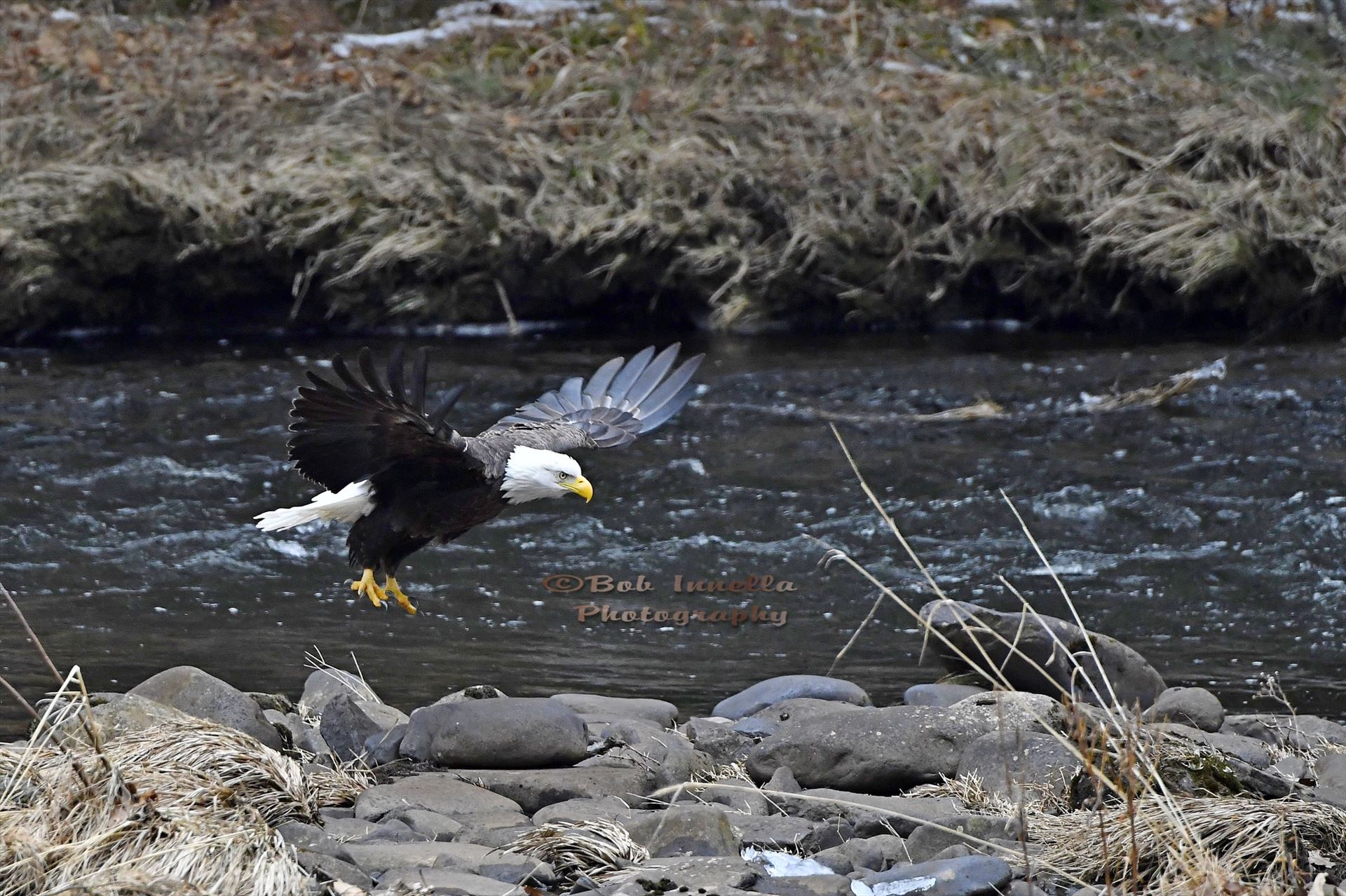 Eagle_3287 Bald Eagle Along The Mongaup River, NY by Buckmaster