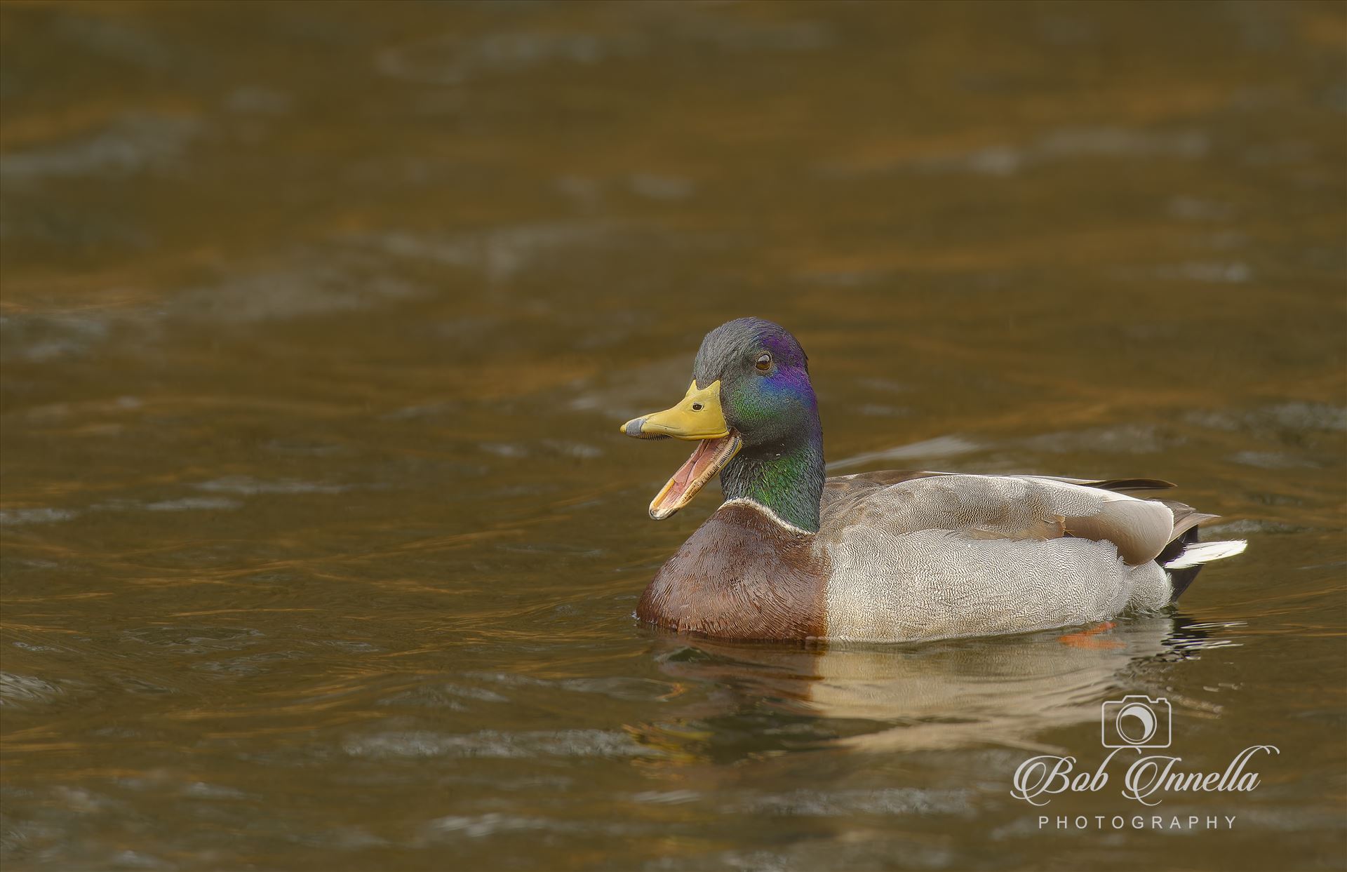Mallard Duck(Male)  by Buckmaster